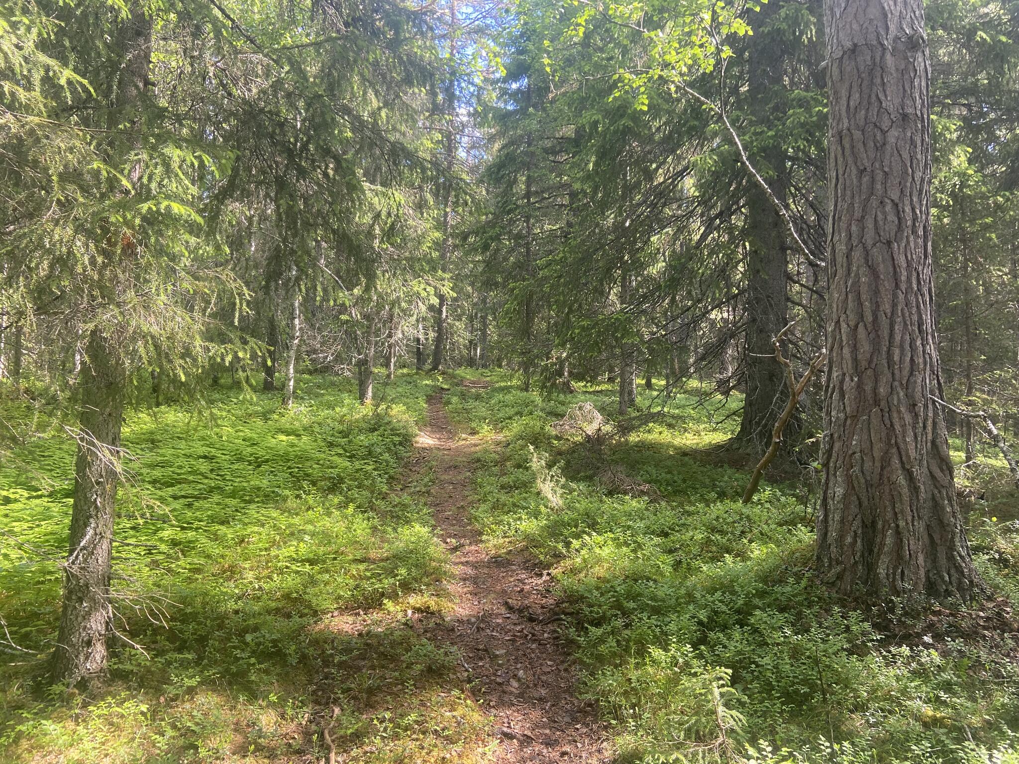 Mellan Åringsån och Tann går leden igen en fin skog.