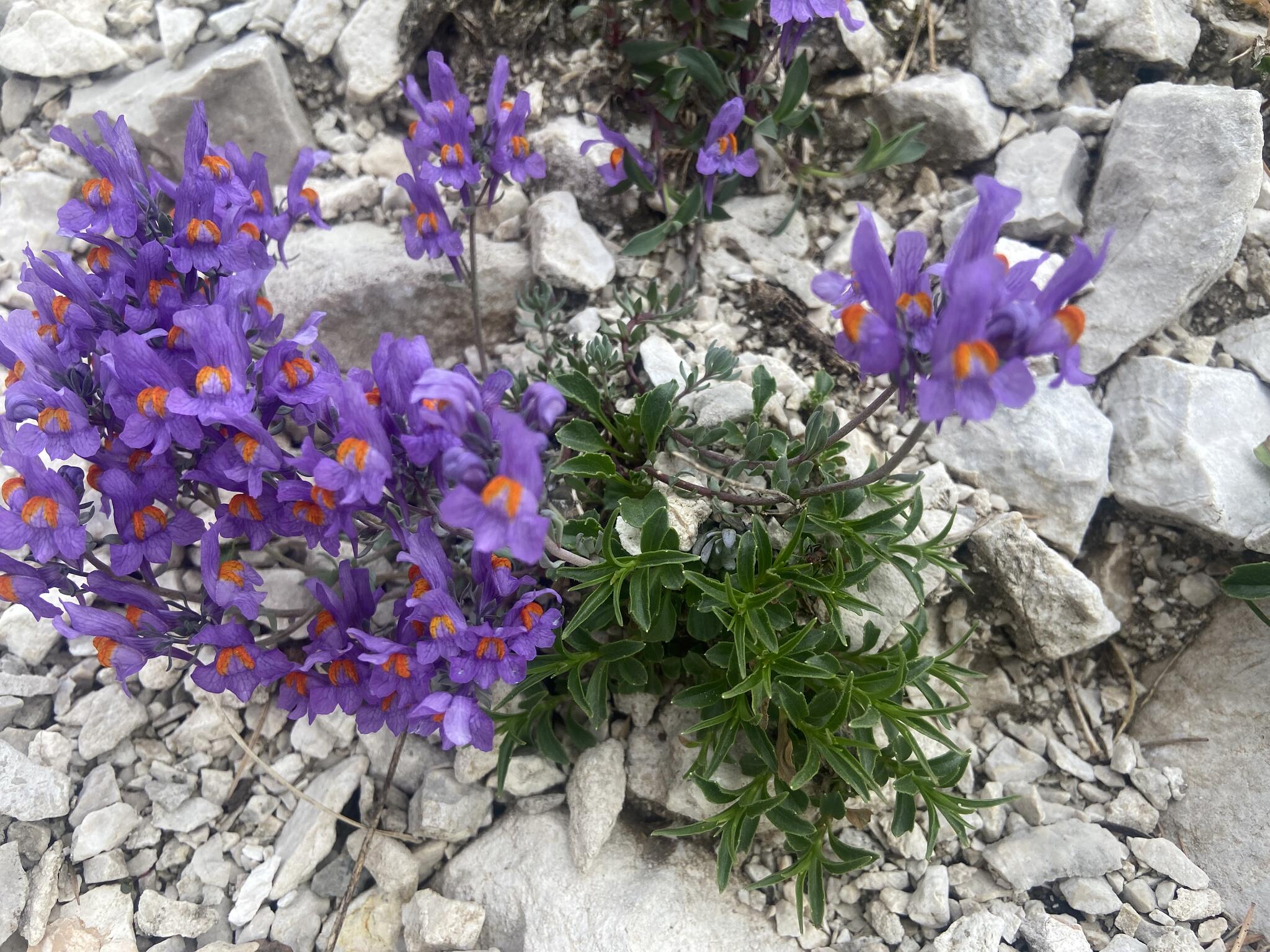 Alpsporre