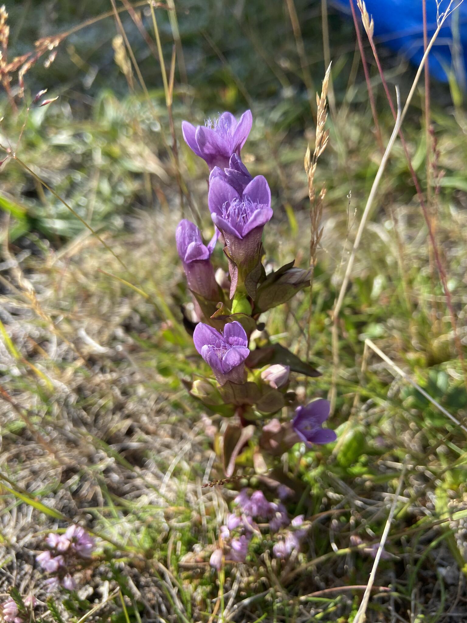 Bredgentiana