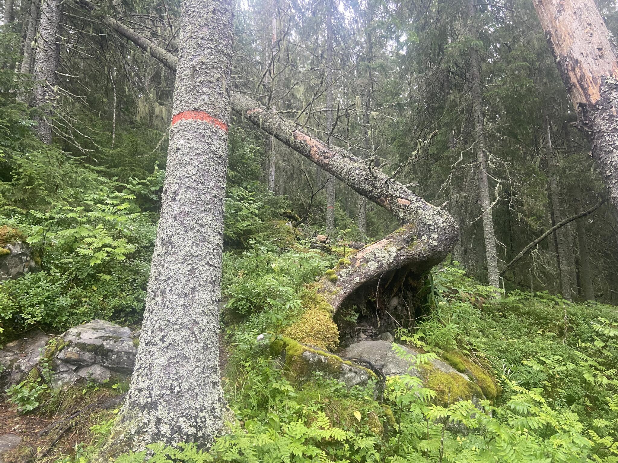 Ett träd som såg märkligt ut när det vält.