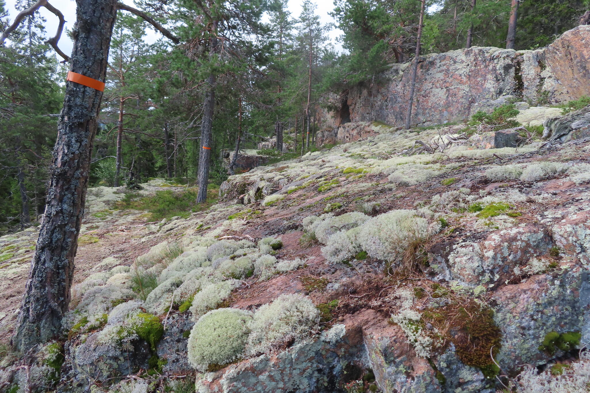 Upp på Getsvedjeberget går leden på en välanvänd stig från camping vid stranden. Från toppen och norrut går leden på en helt ny stig som man som vandrare är med och skapar. På bilden passerar leden ett område med fina tjocka lavtäcken.