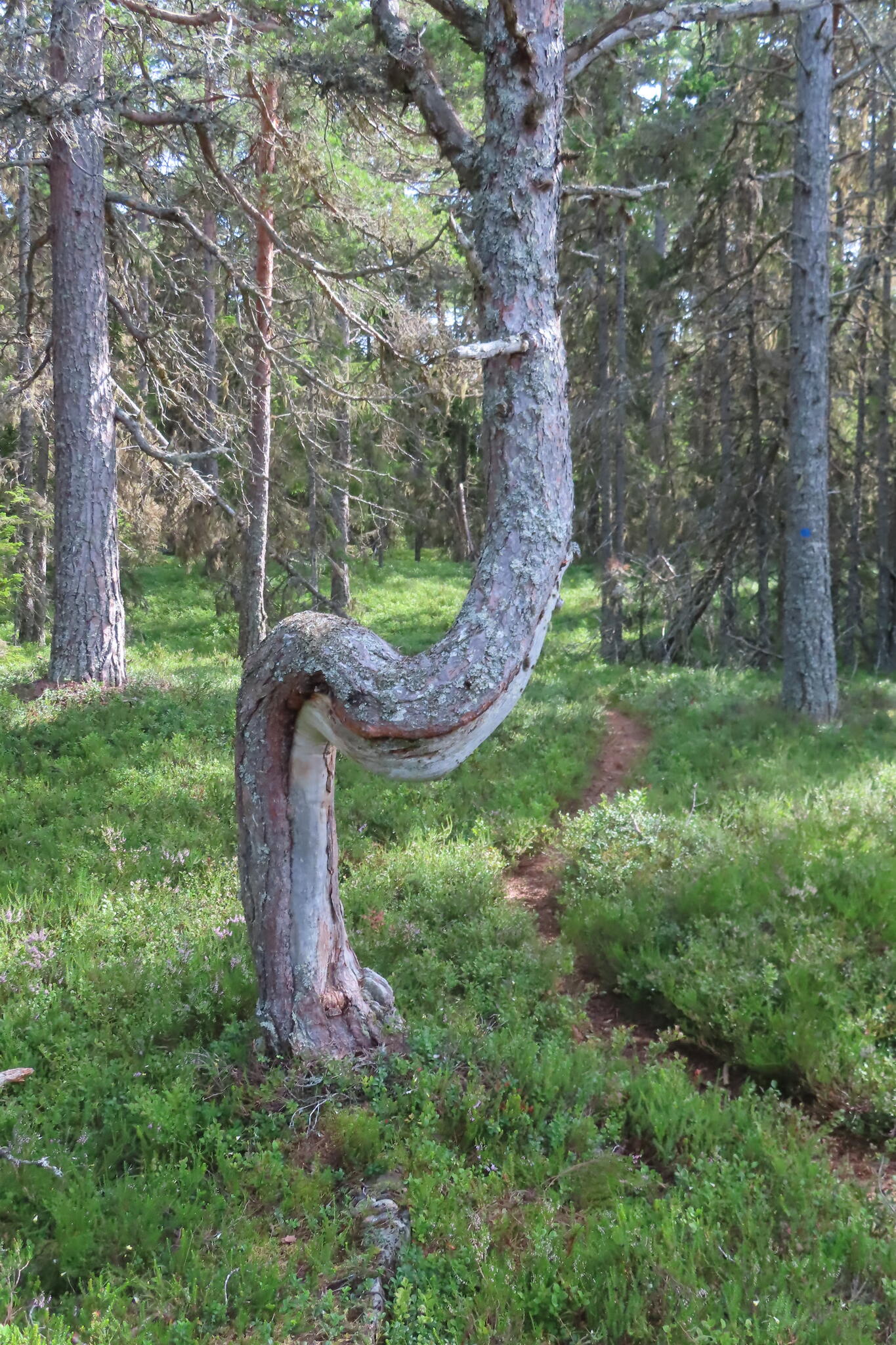 Krokigt träd