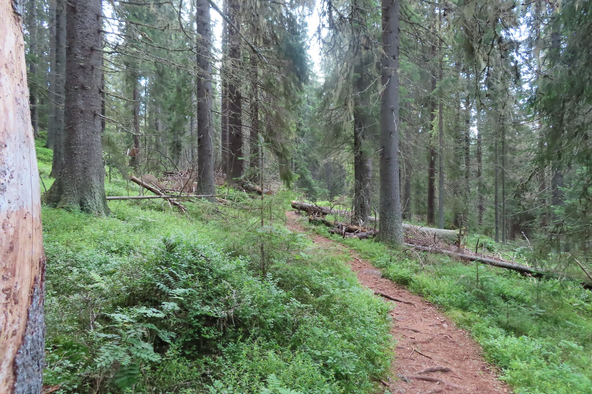 Stig i skogen i reservatet. Sådant här gillar jag.