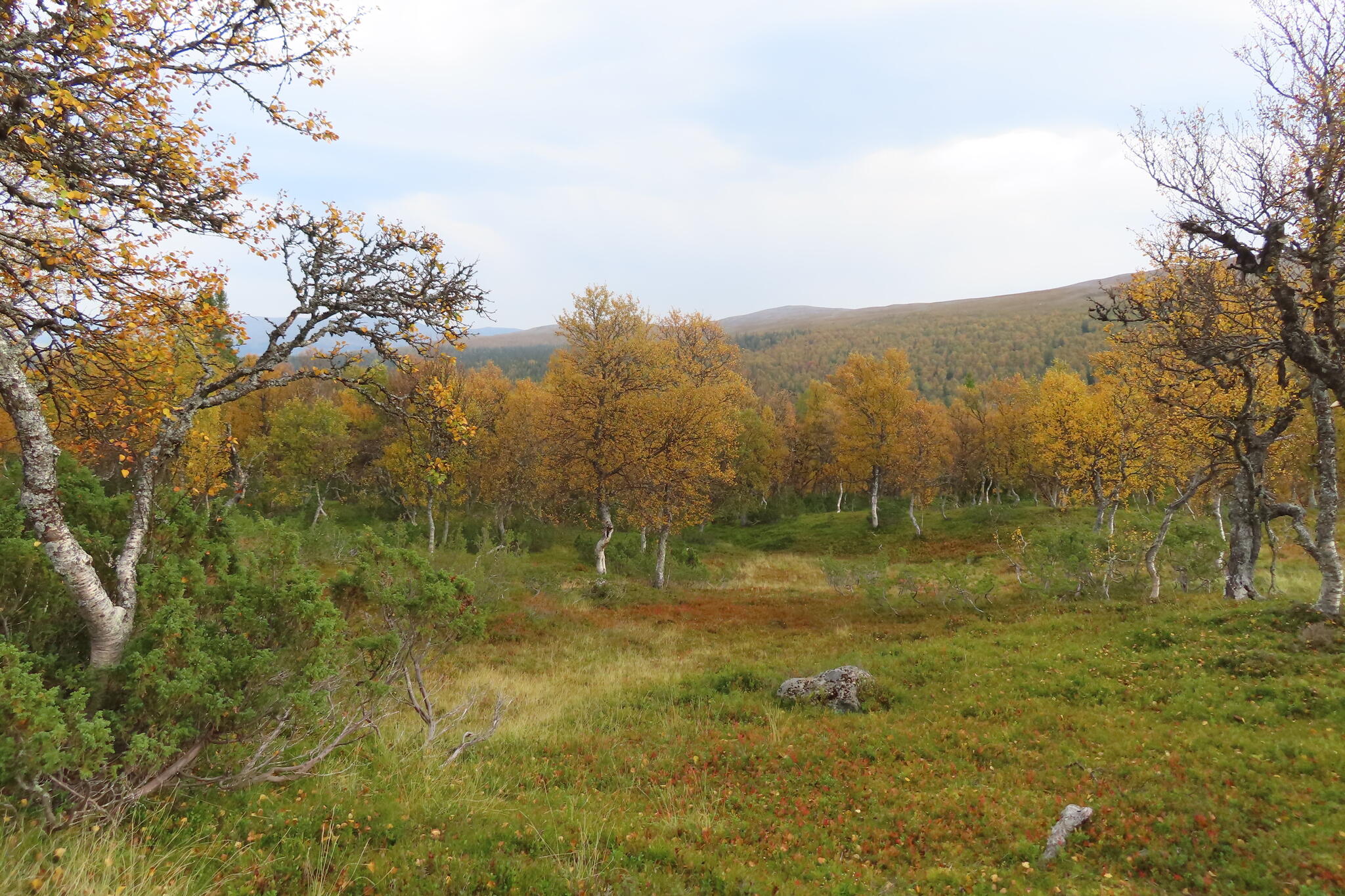 Så vackert med höstfärgerna i fjällbjörkskogen.