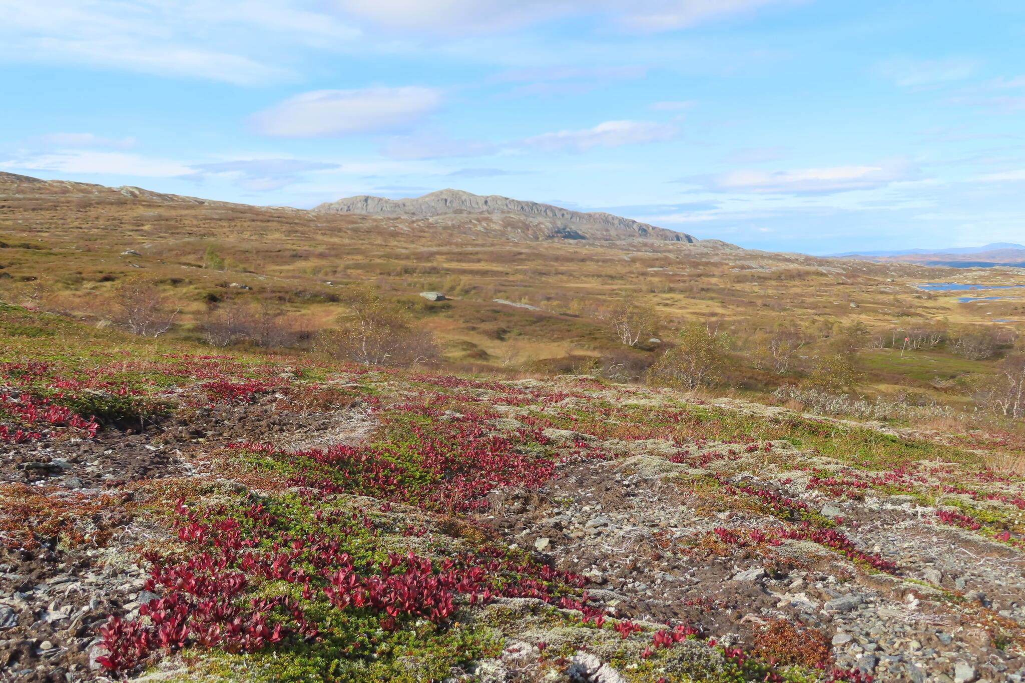 Ripbär och Steinfjellet i horisonten. Det vill jag besöka någon gång.