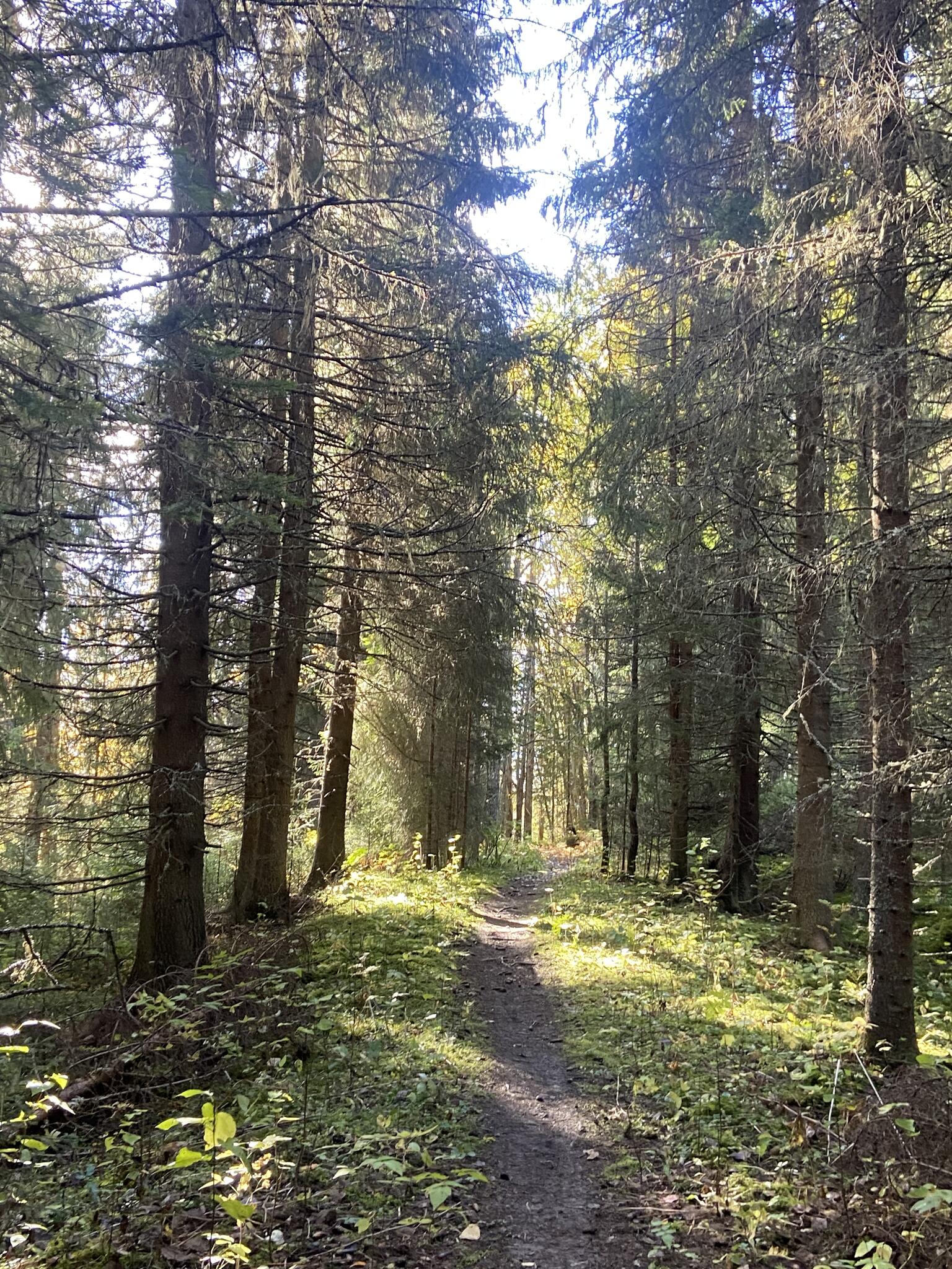 Så fint att få springa i skog när det är höst.