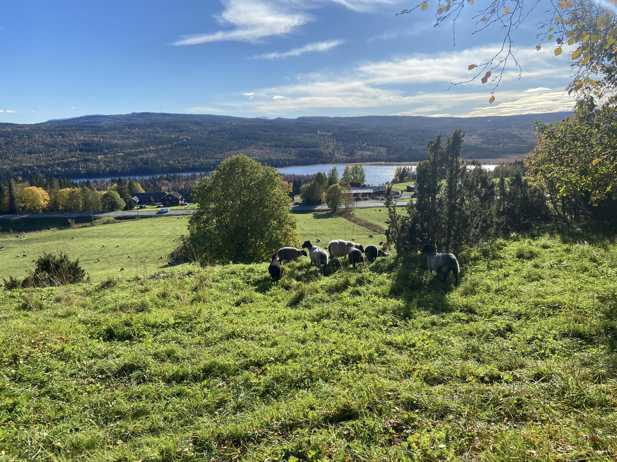 Lite får på bete.