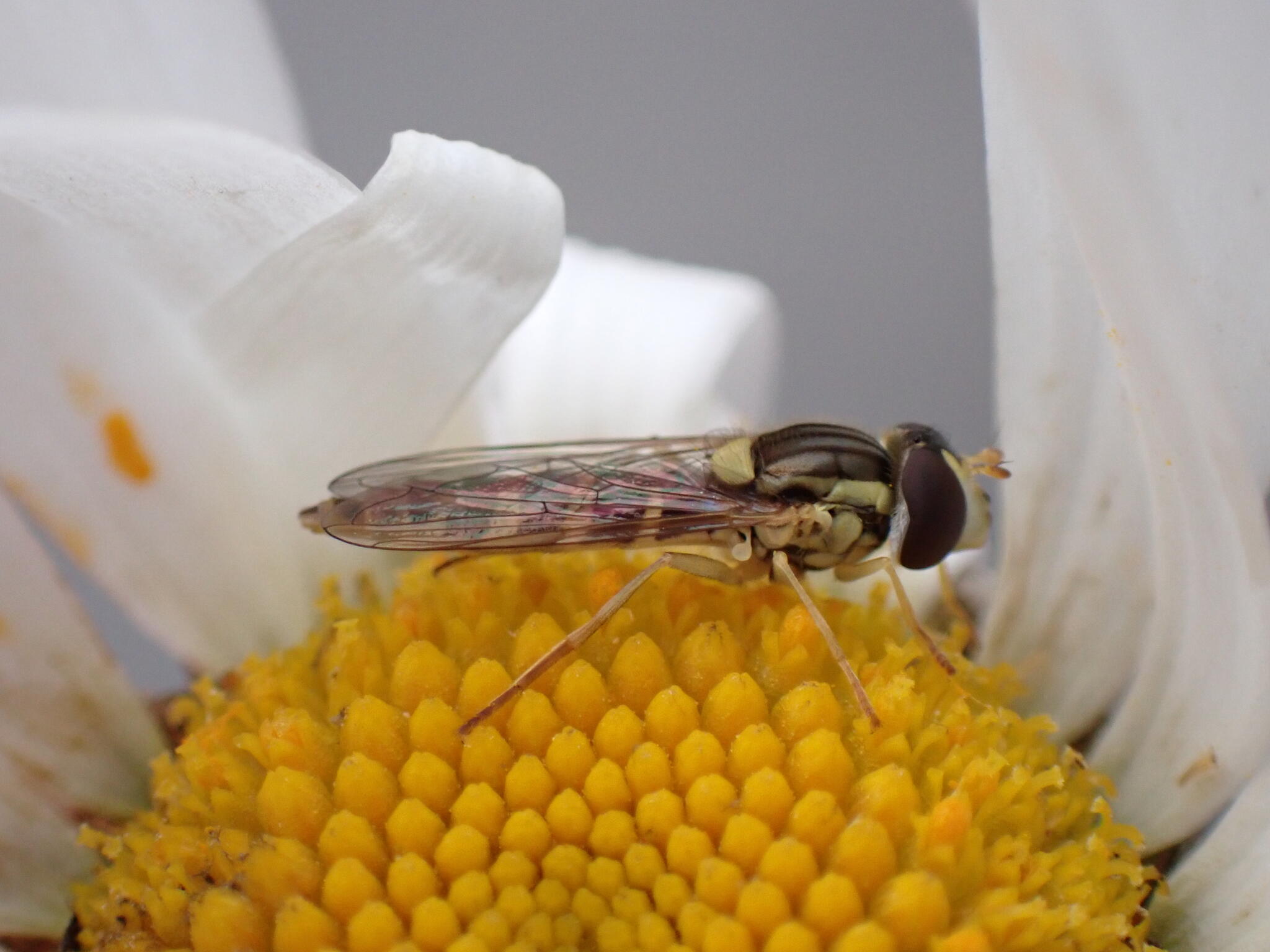 En blommande prästkrage hittade vi med en blomfluga.