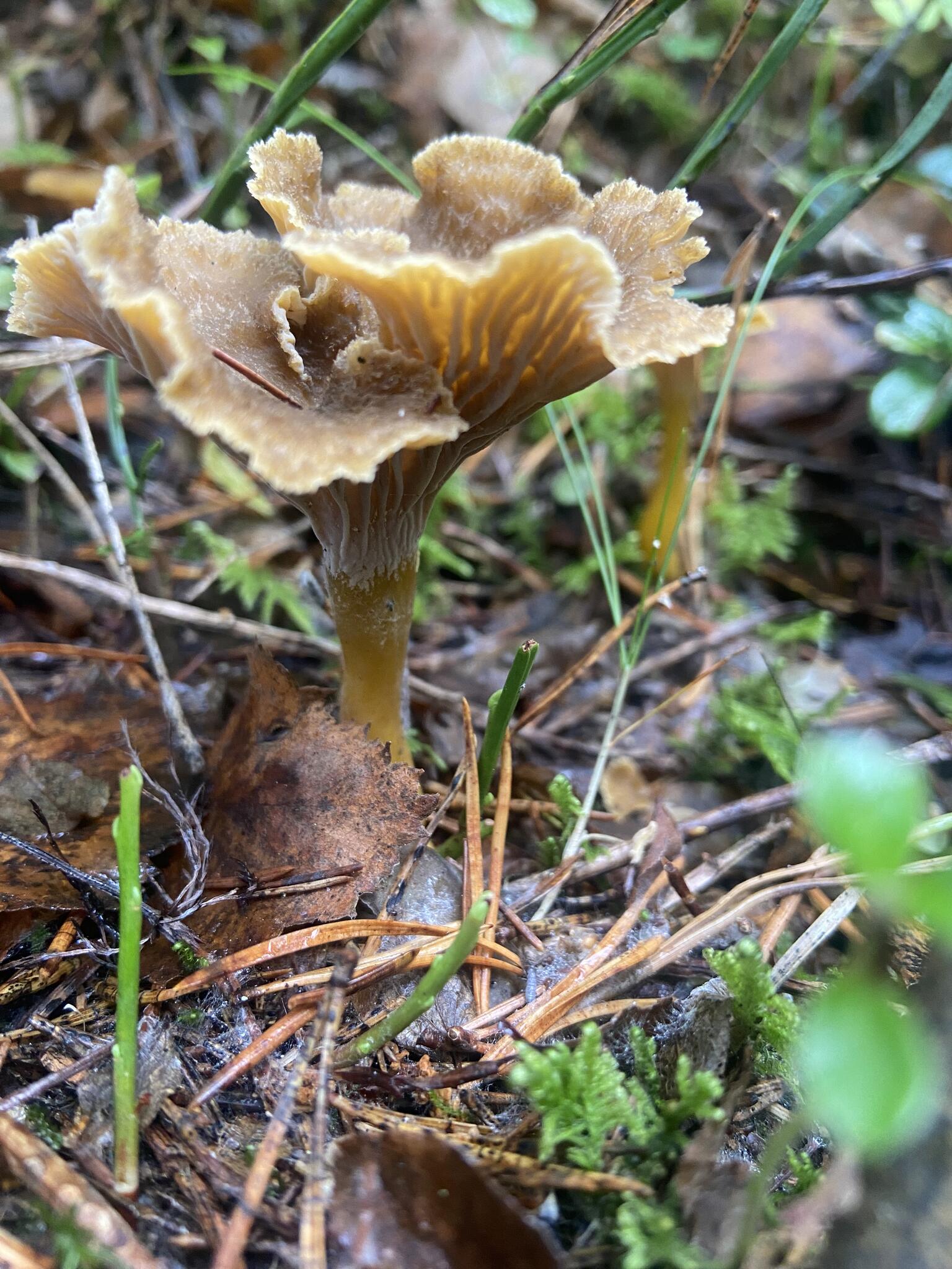 Finast naturupplevelse blev det när vi lämnade bandvagnsvägen. På ett ställe hittade vi massor med trattkantareller. :-)