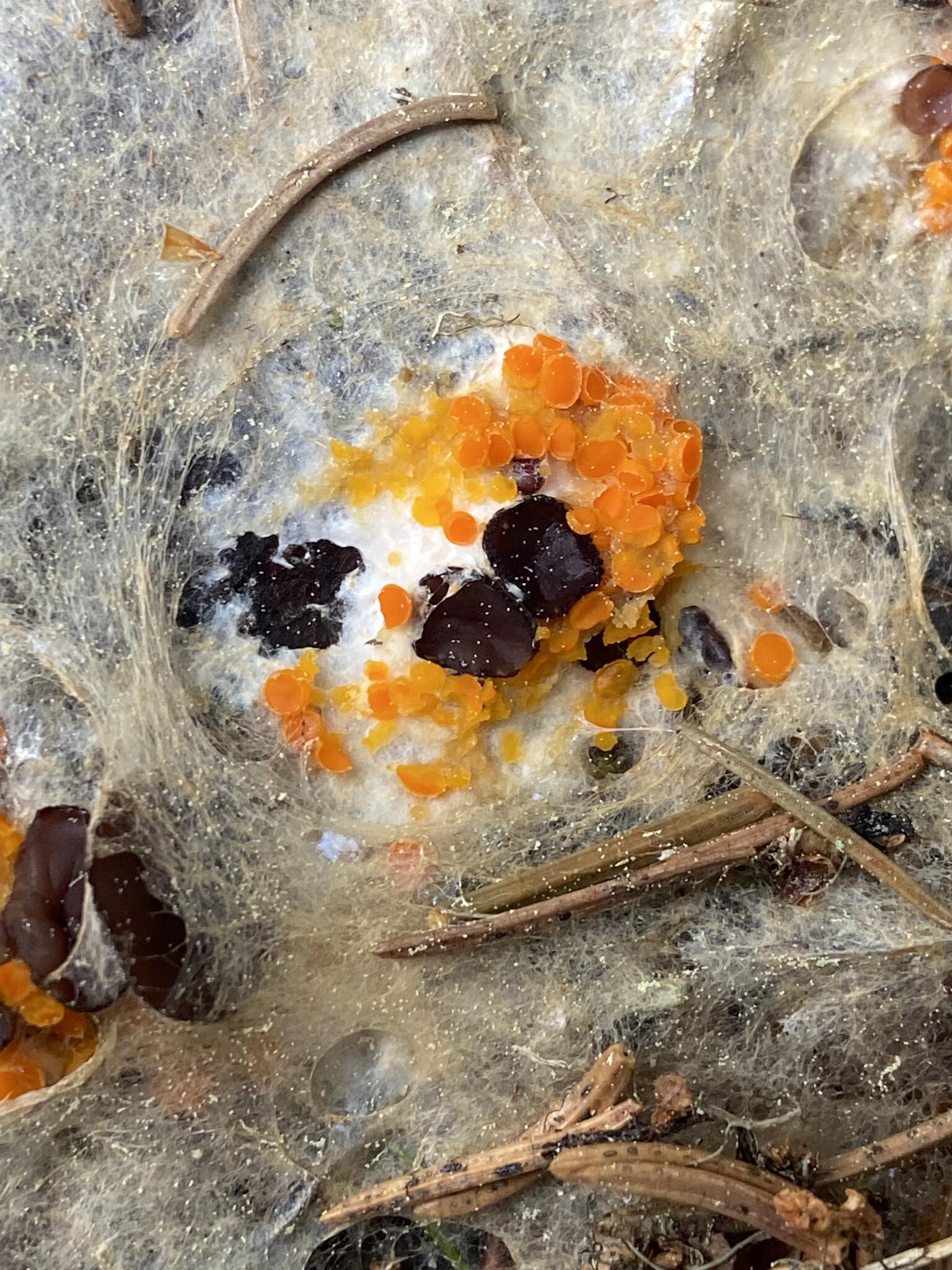 Orange legeskål?