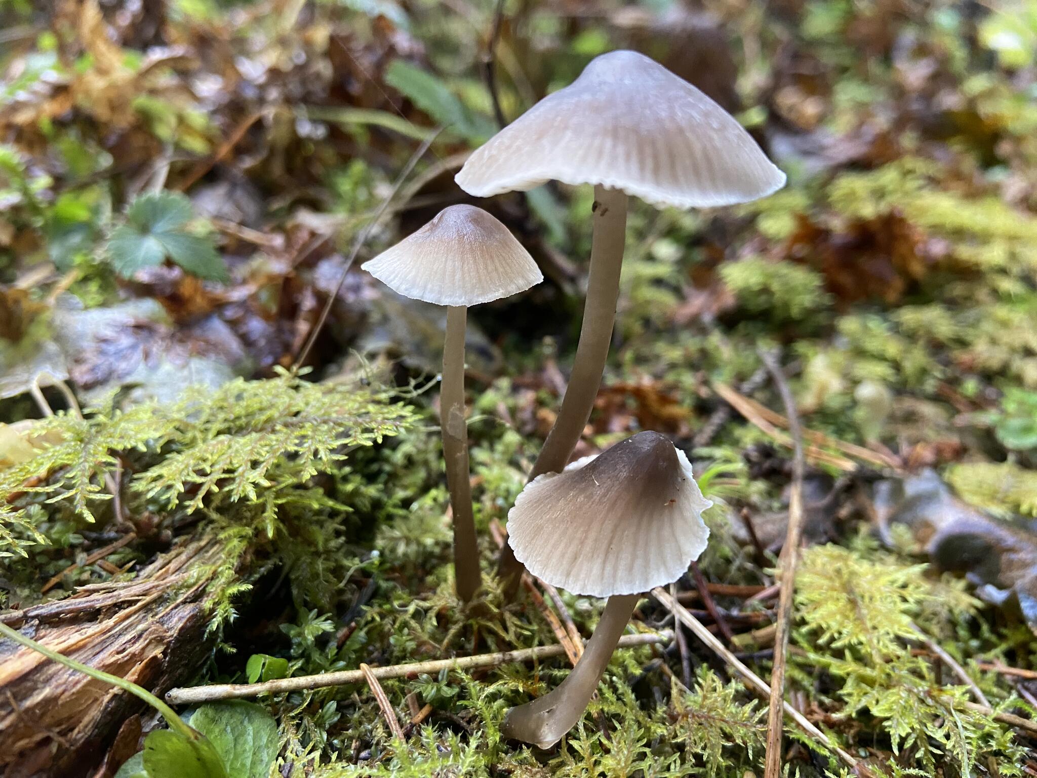 Klorhätta