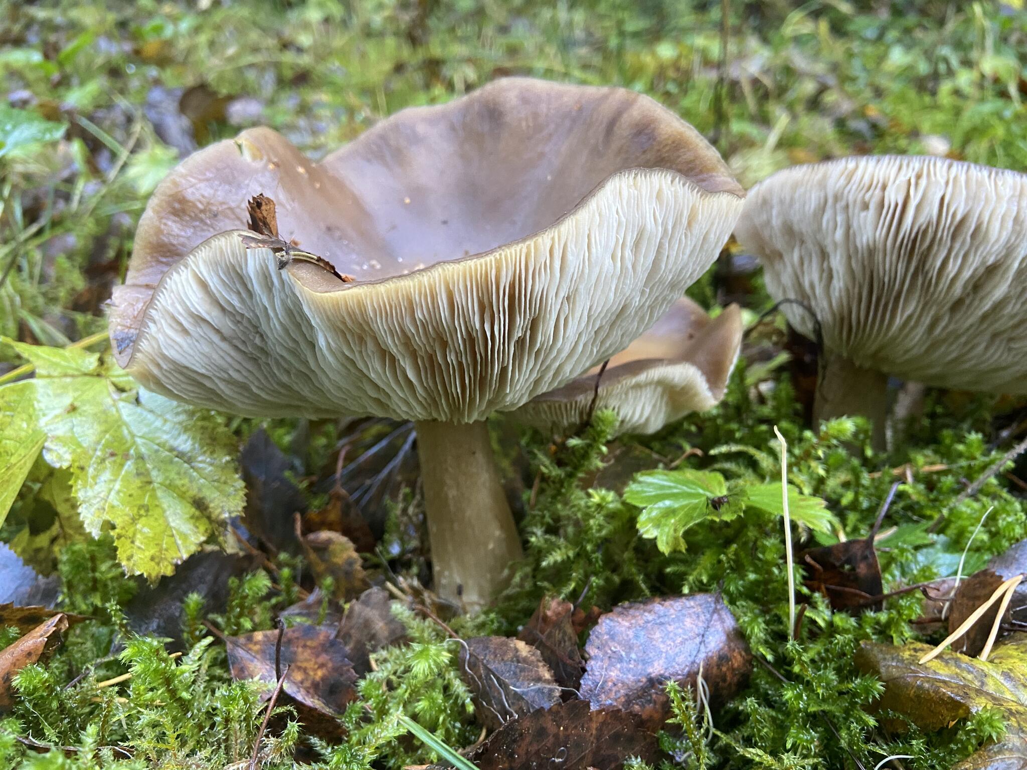 Mörk nagelskivling