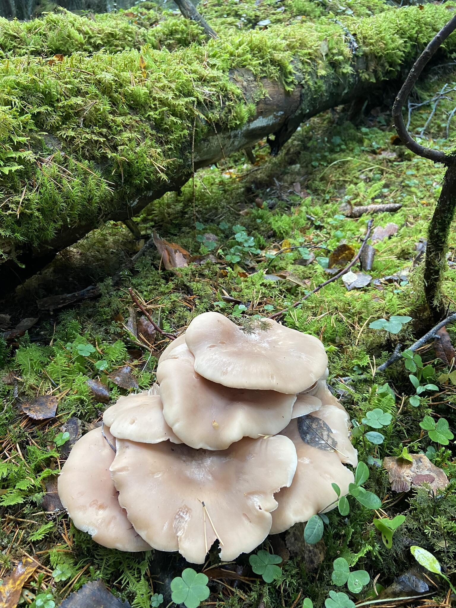 Mörk tuvskivling?