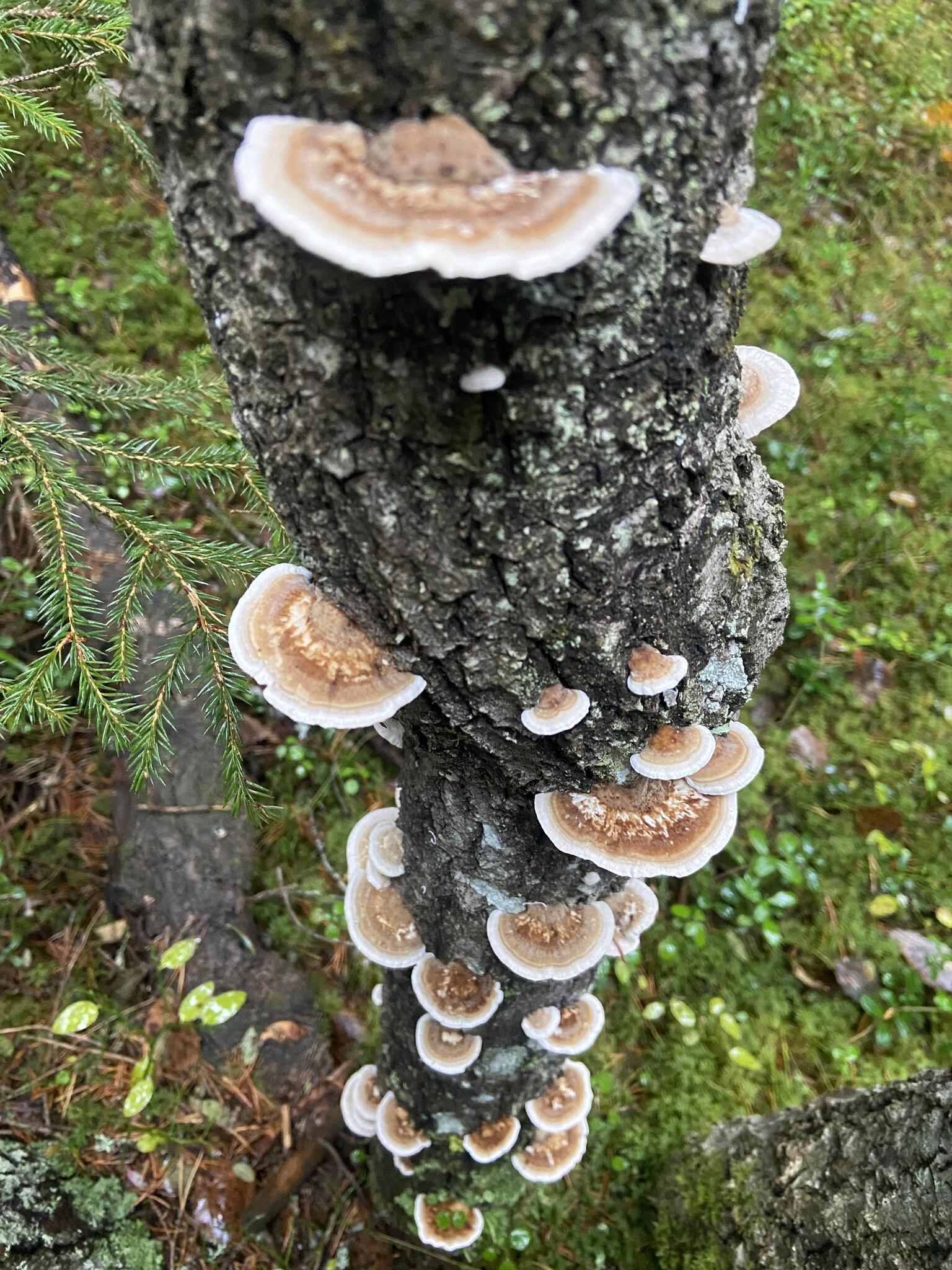 Zonticka.