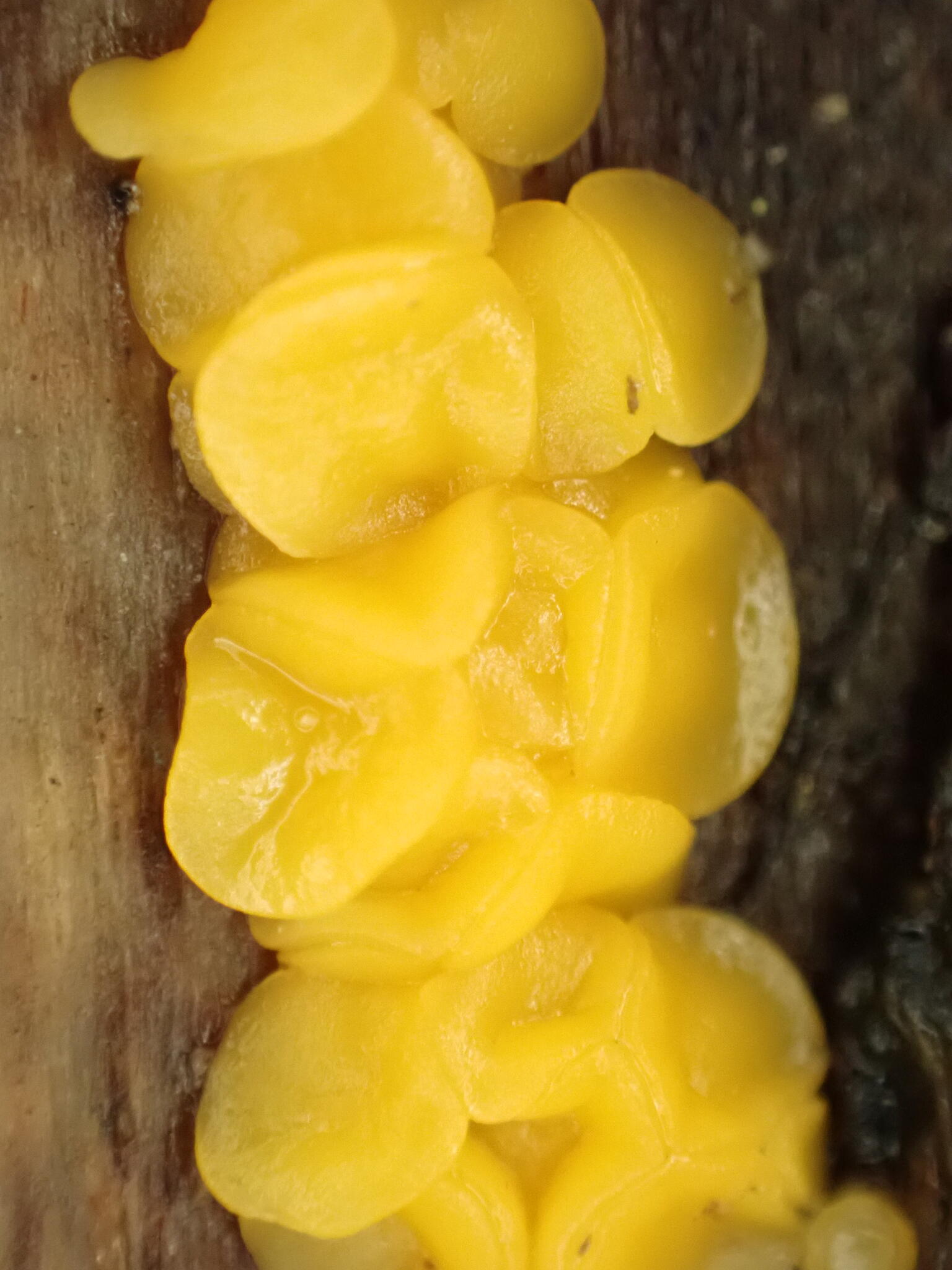 Citronskål.