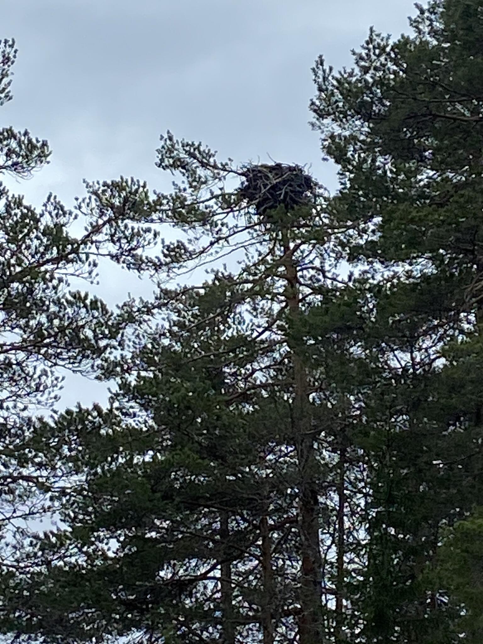 Ett fiskgjusebo. Ingen häckning än men en fiskgjuse flög omkring bland öarna.
