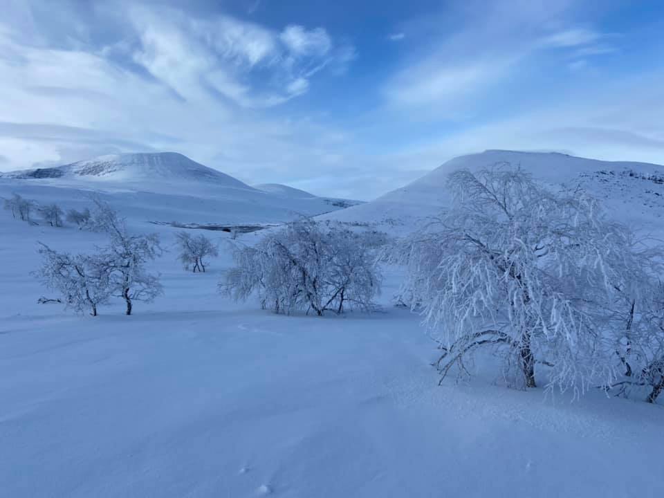 Fin rimfrost i träden.