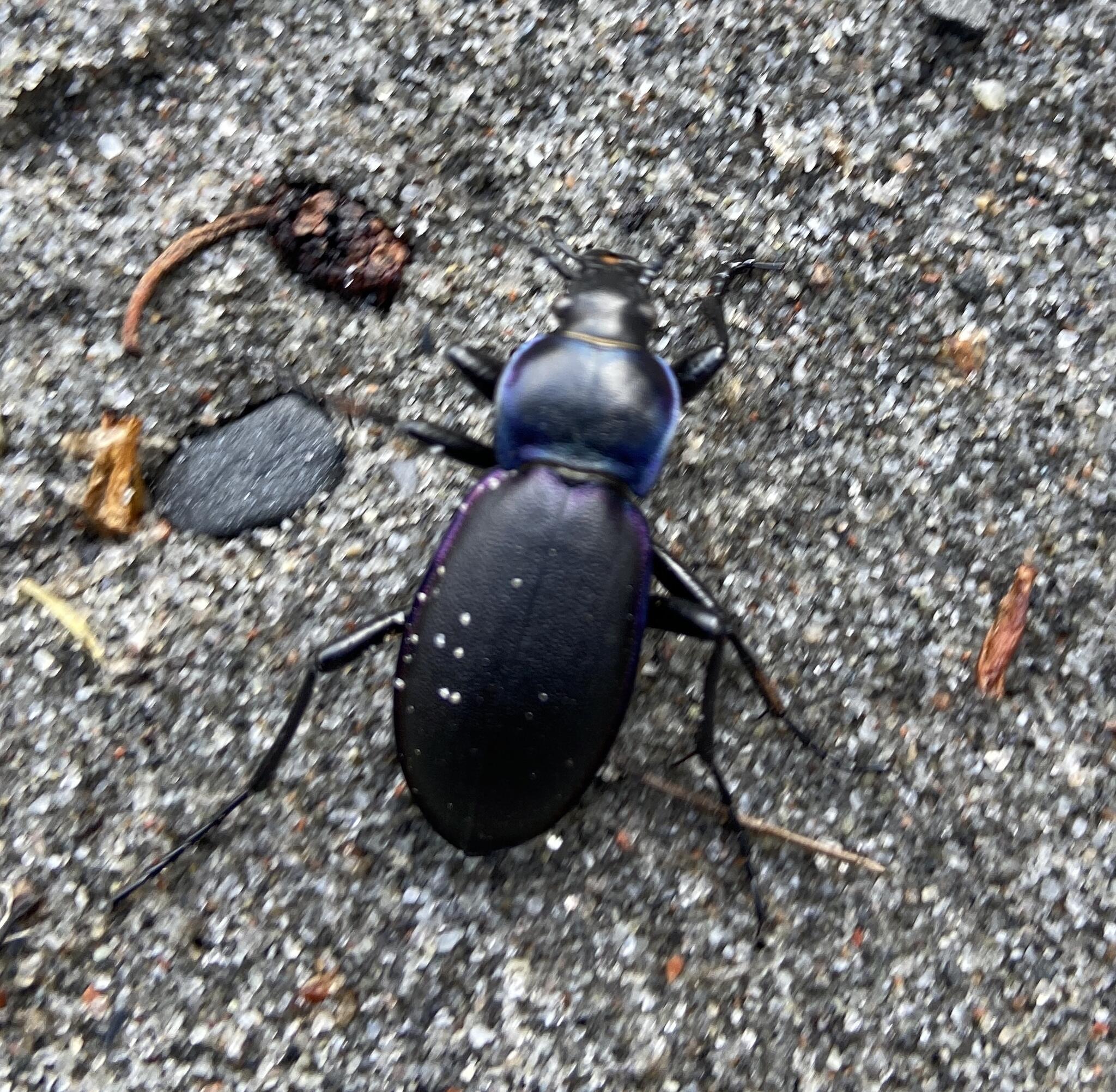 Barnen hittade en purpurlöpare på stranden.