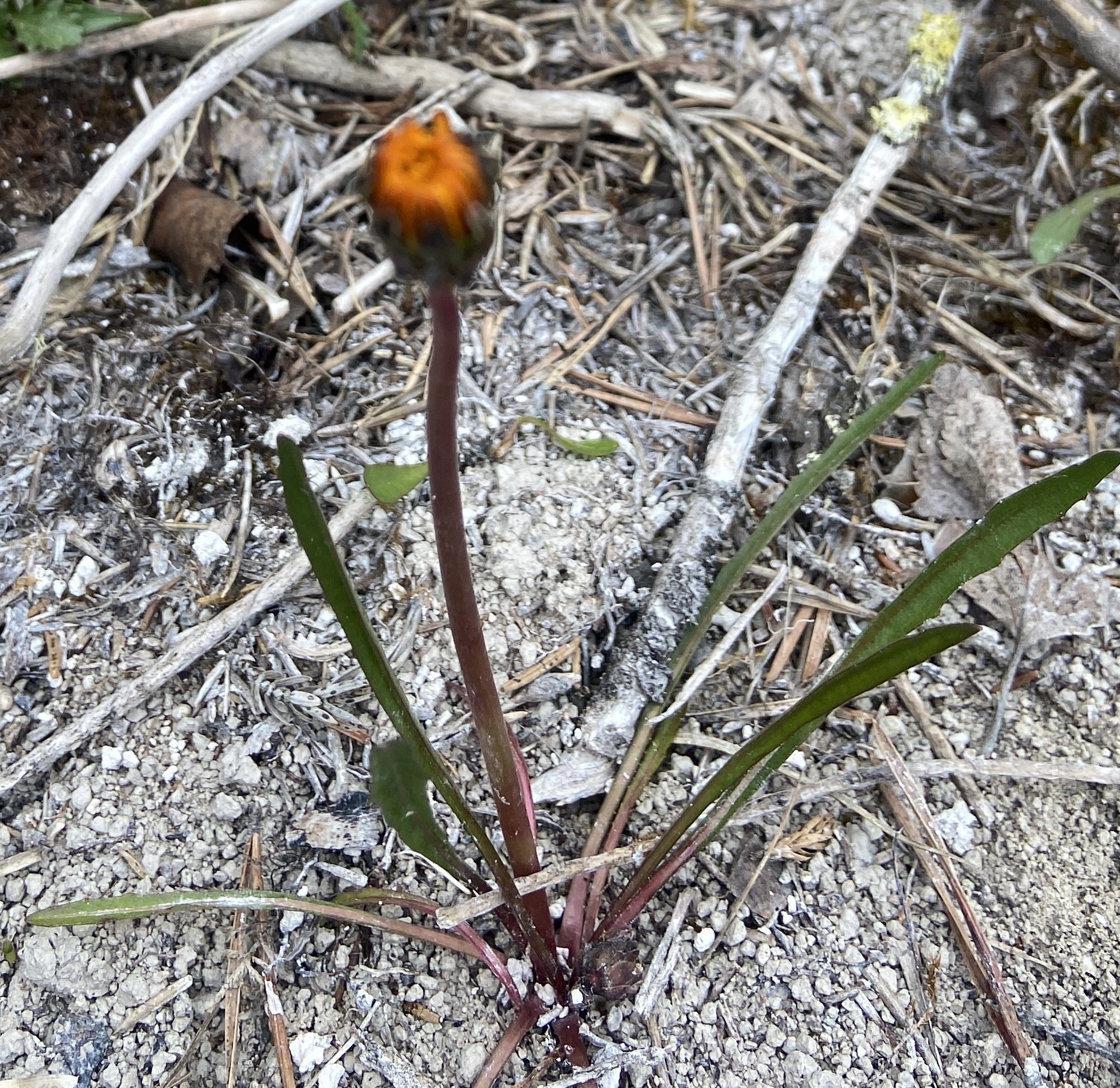 Den coola jämtlandsmaskrosen som inte öppna sin blomma.