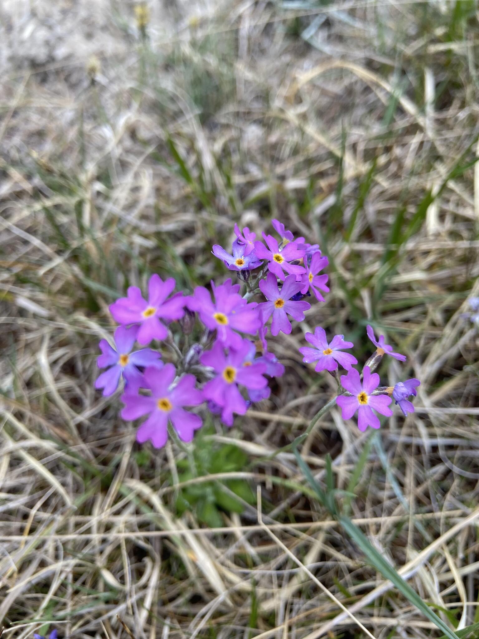 Majviva