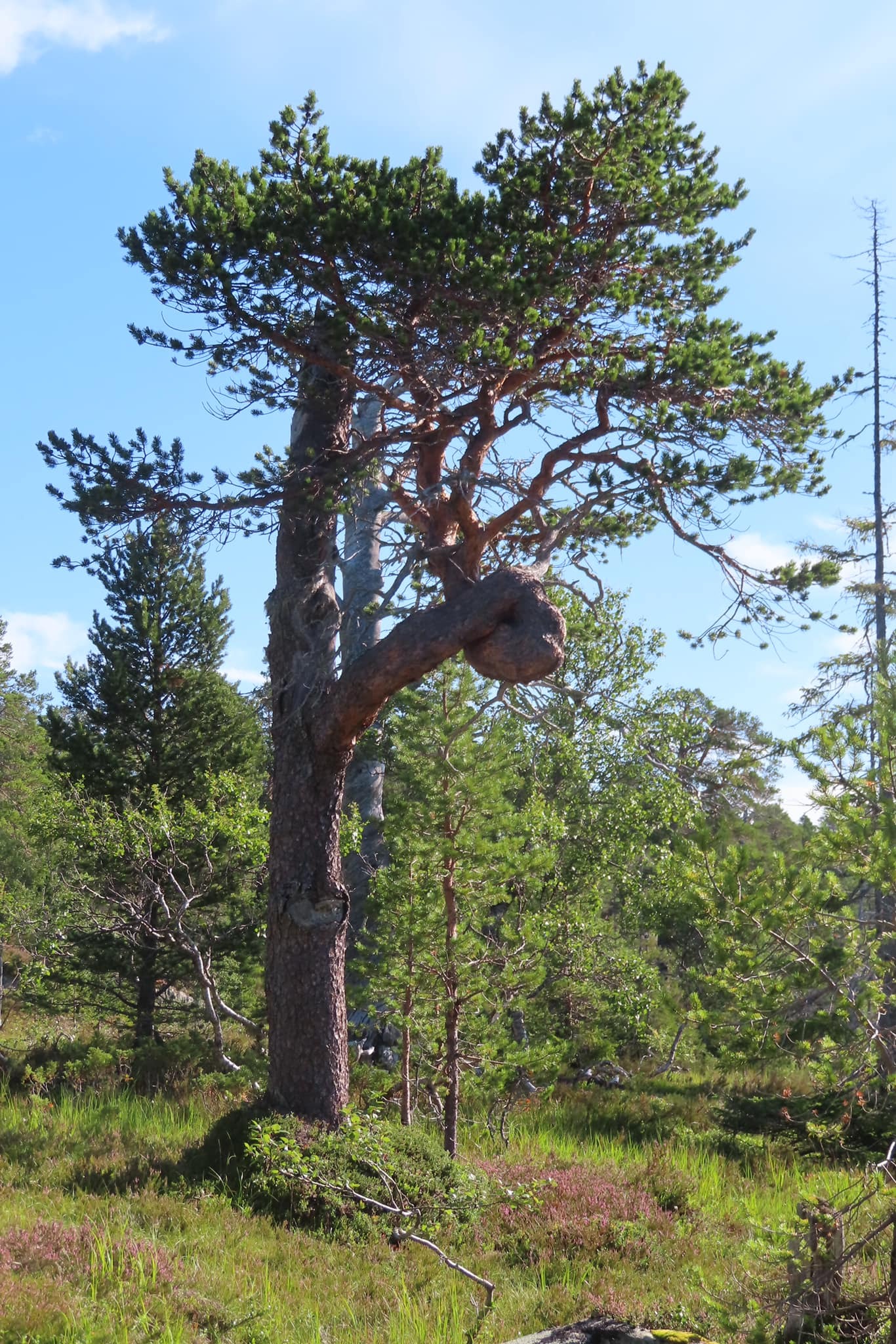 Jag älskar knotiga tallar. De har varit med om så mycket och borde få finnas kvar så mycket oftare i vår natur.