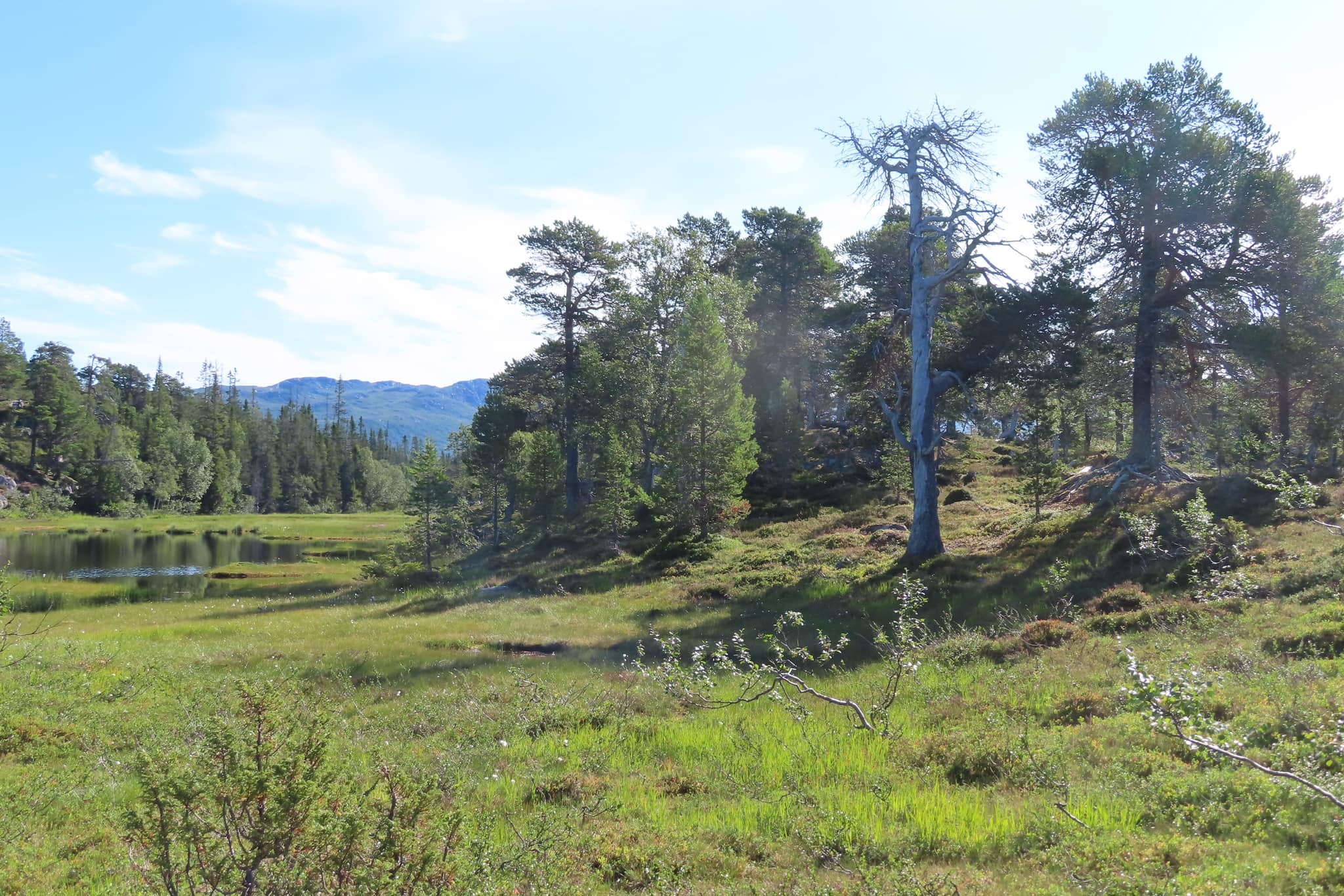Jag njuter verkligen av att vistas bland gamla träd.