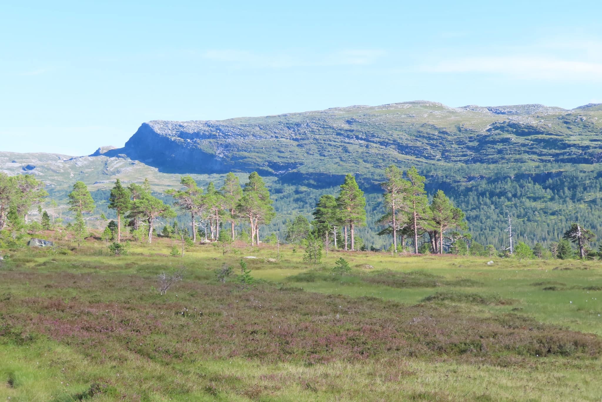 Jag njuter verkligen av att vistas bland gamla träd.