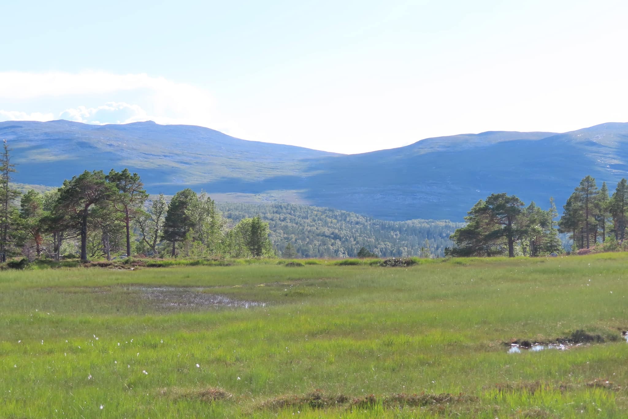 På myrar bland gamla träd i Svenskådalen.