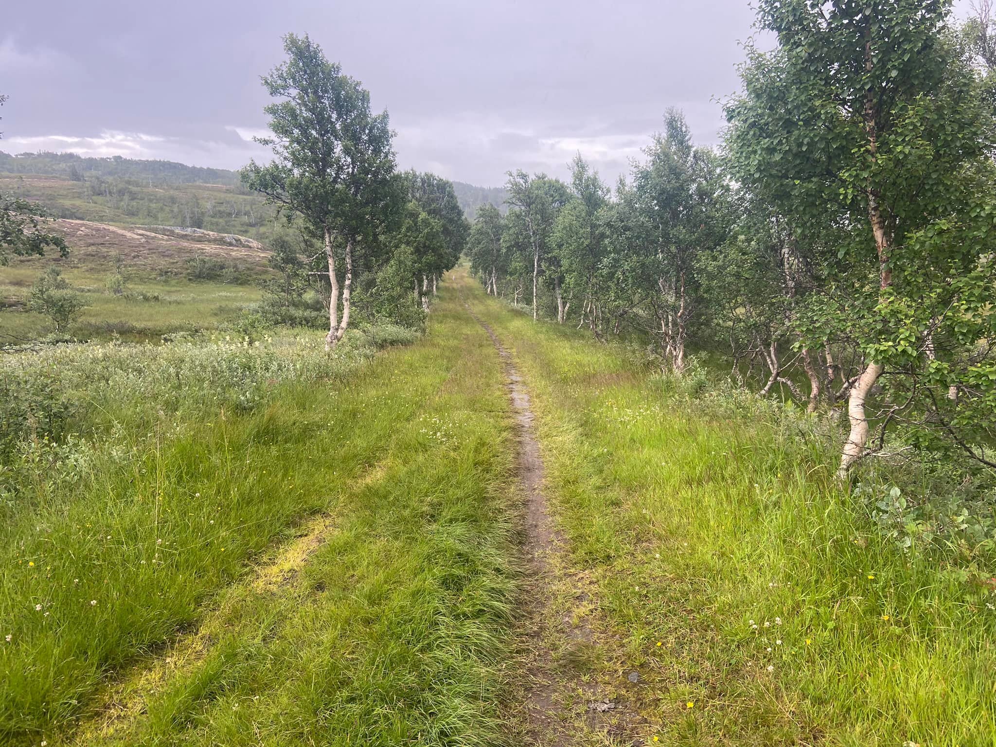 S:t Olavsleden korsade jag söder om Innsvatnet i Norge. Här som en väg i fjällen med björkallé. Jag blev sugen på att återvända och springa eller cykla den.