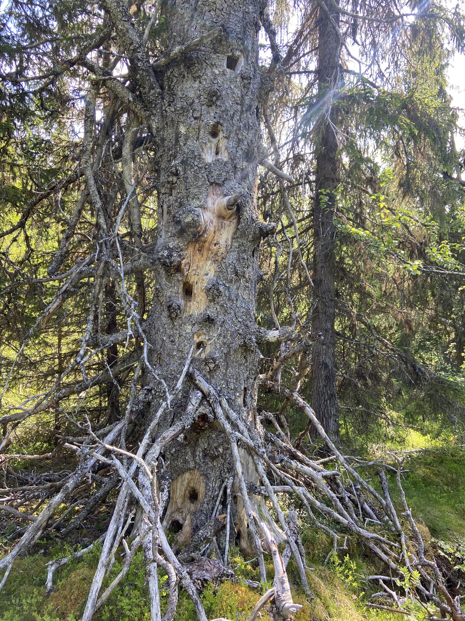 I det här trädet kan det bo många fåglar.