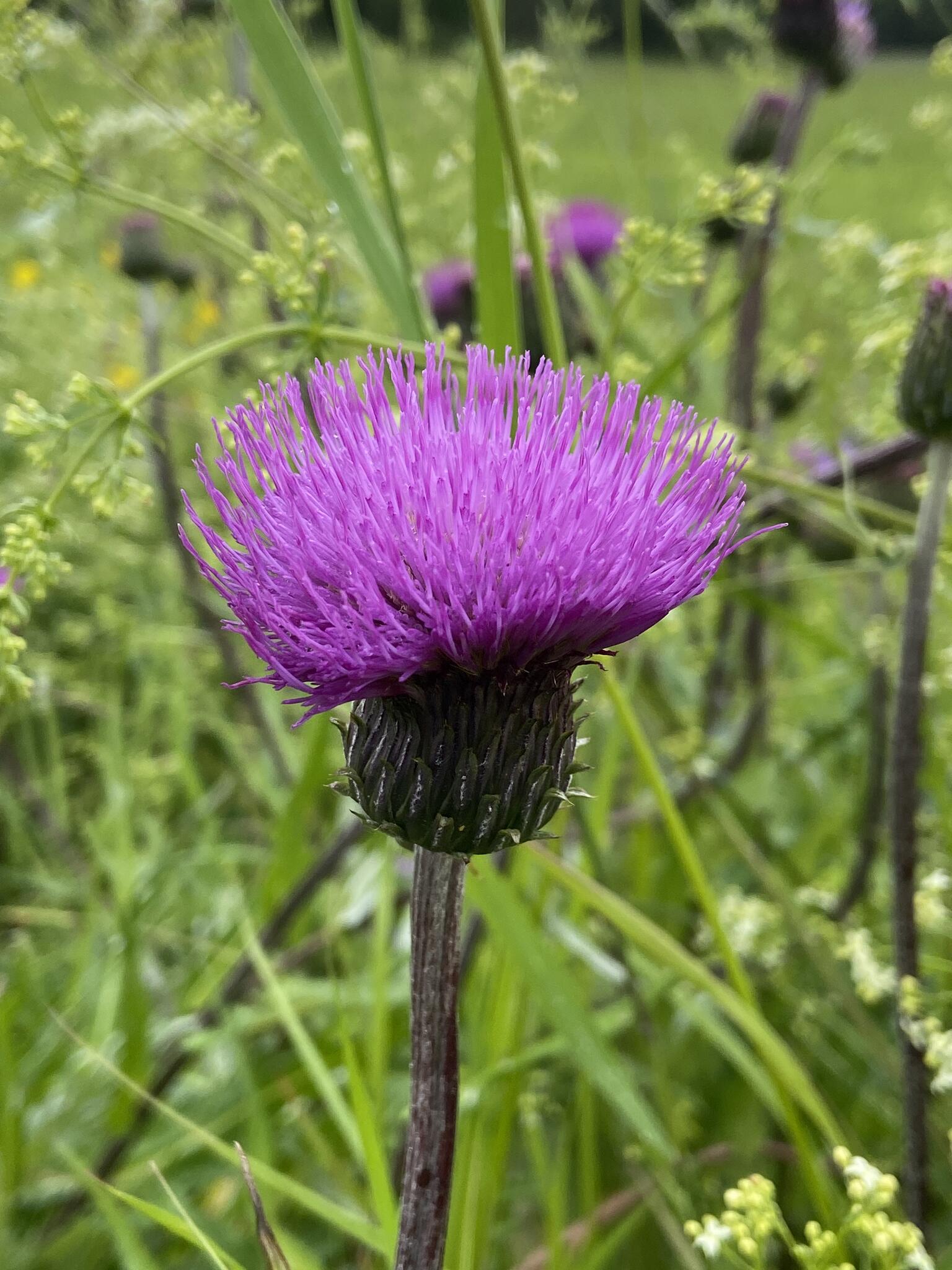 Brudborste.