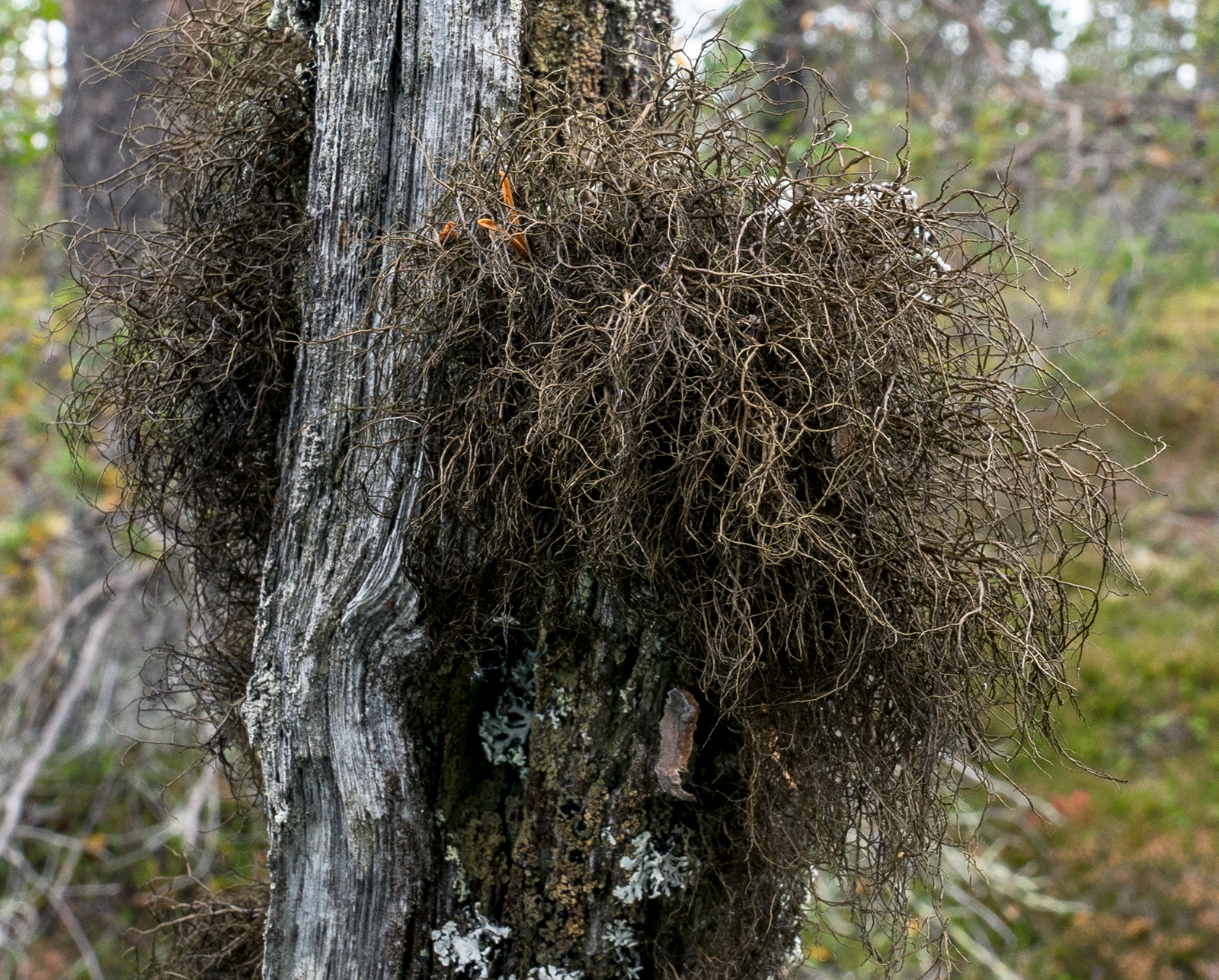 Nästlav.