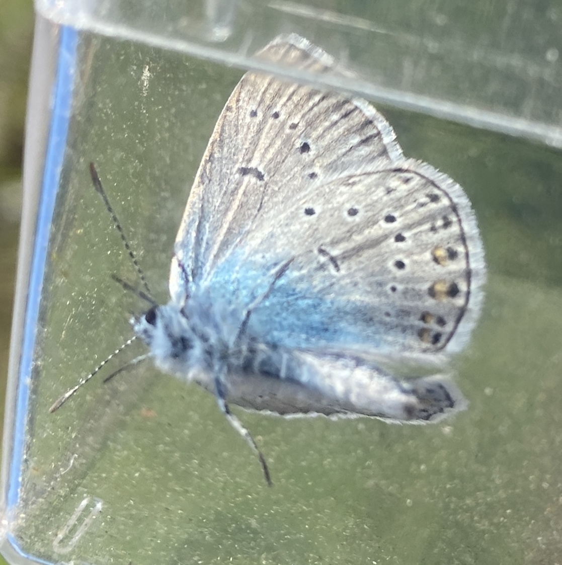 Silverblåvinge. Den är lysande ljusblå på fingrarnas ovansida. Väldigt fin.