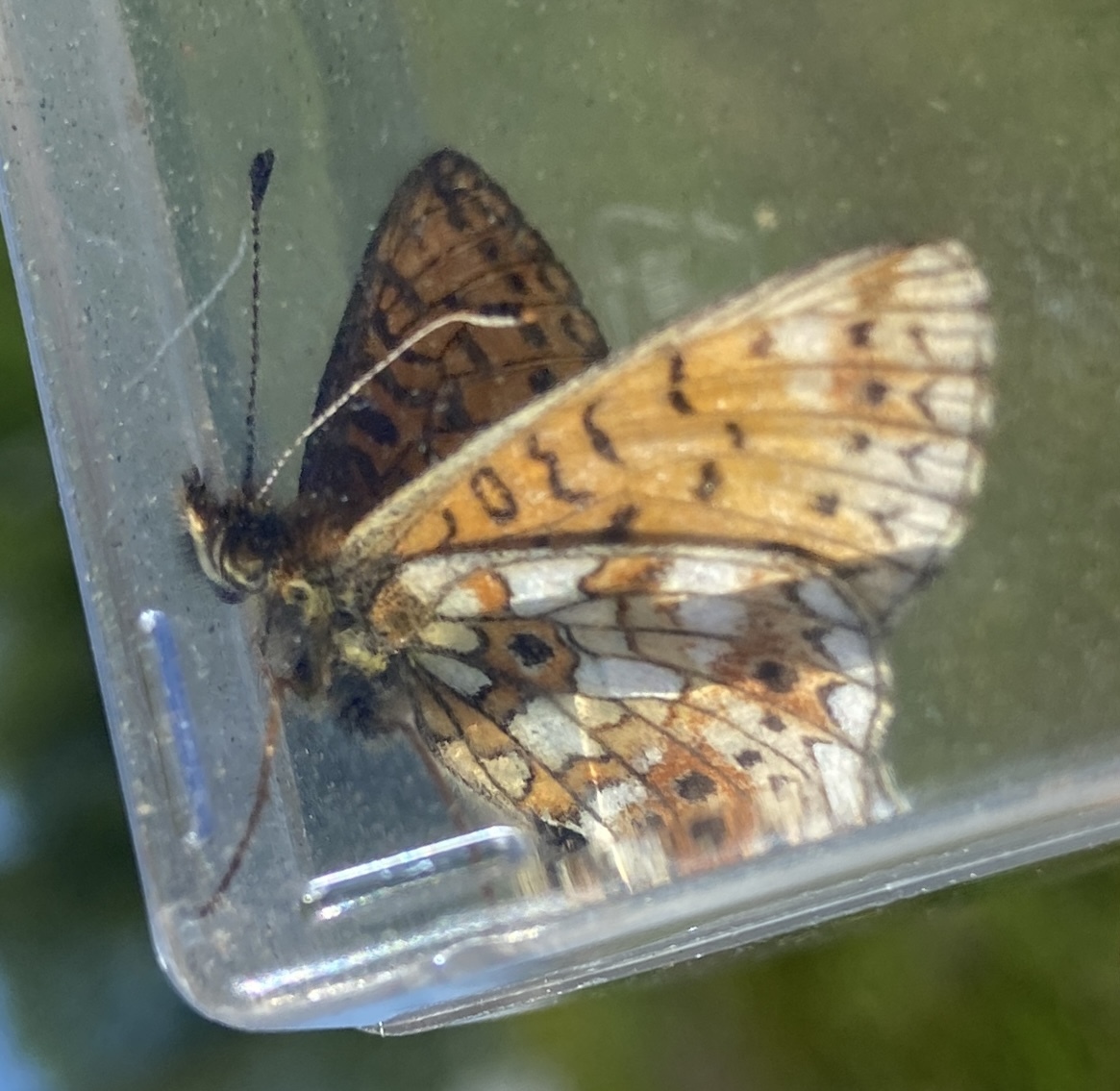 Brunfläckig pärlemorfjäril