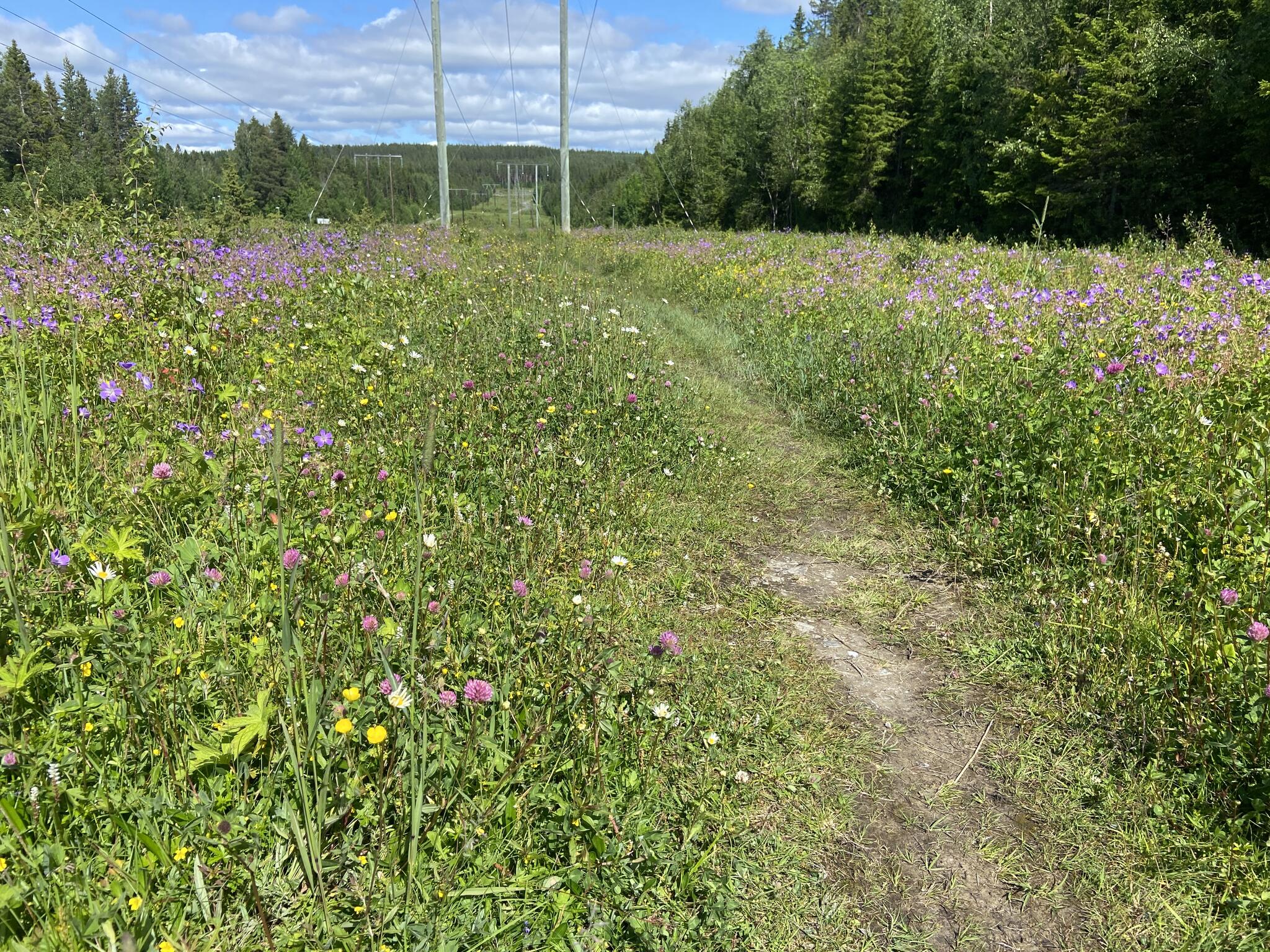 Blomastrande och fint på rundan nu.