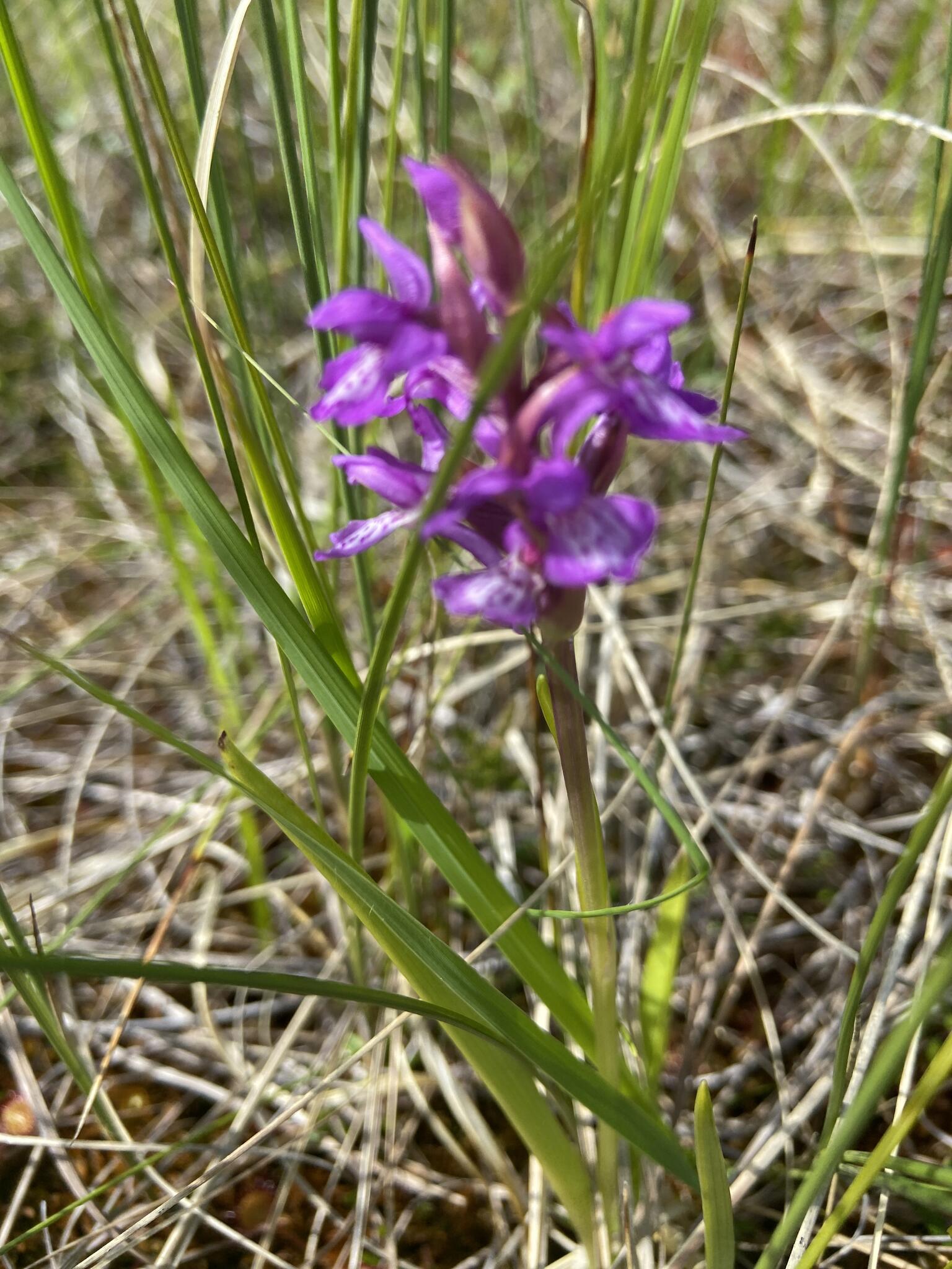 Kanske sumpnycklar