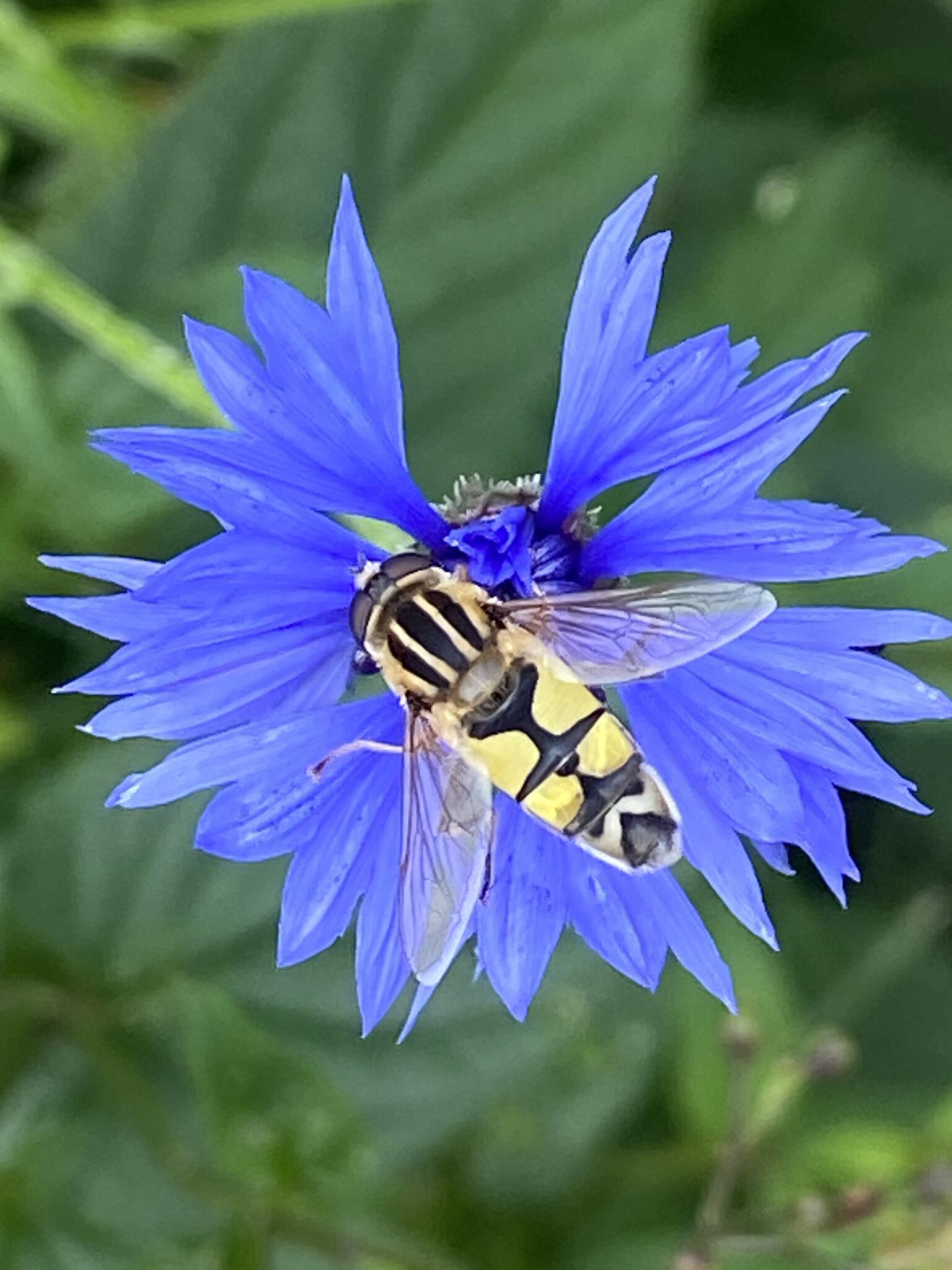 Kärrblomfluga