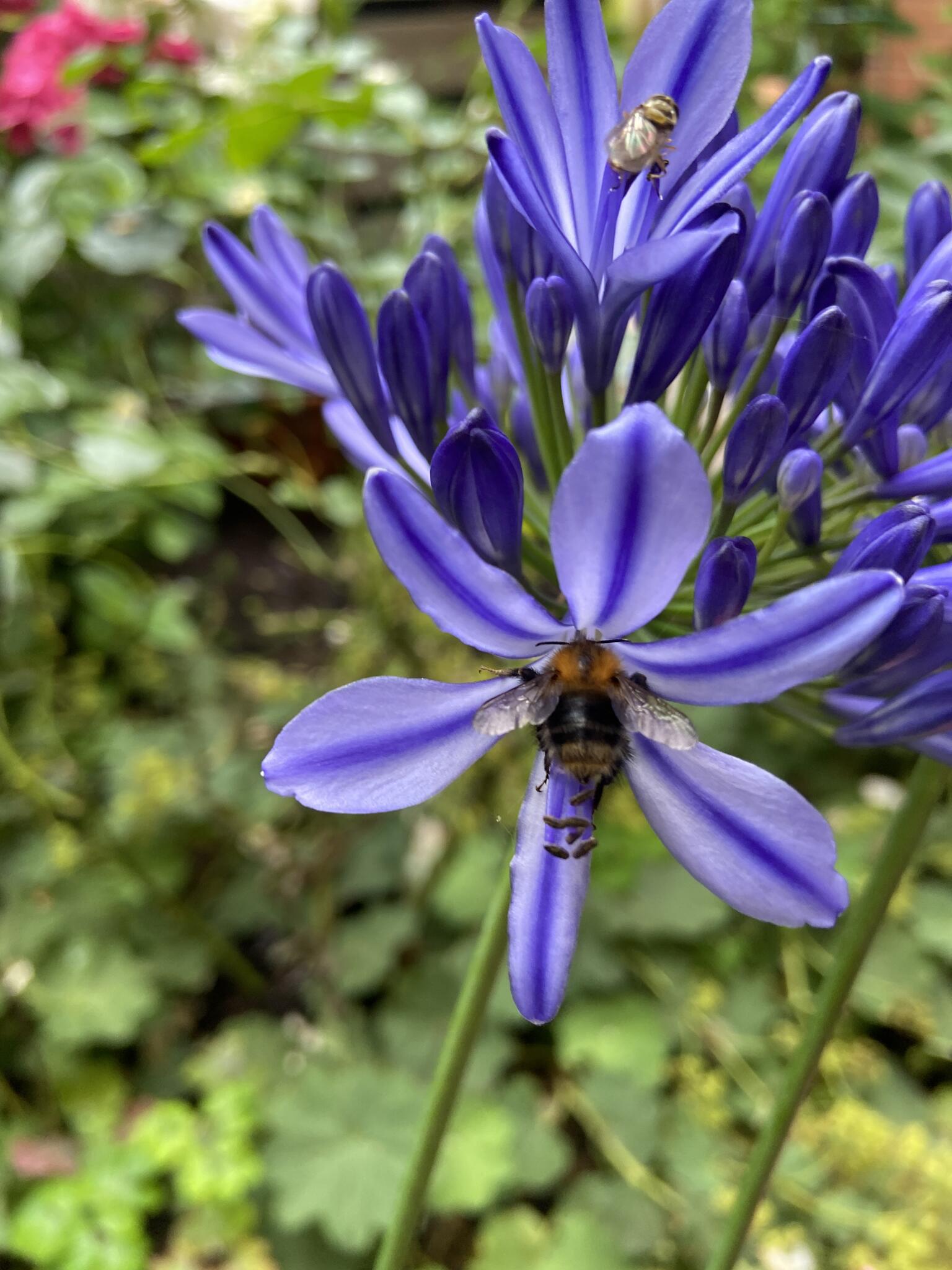Ljunghumla i min mammas trädgård.