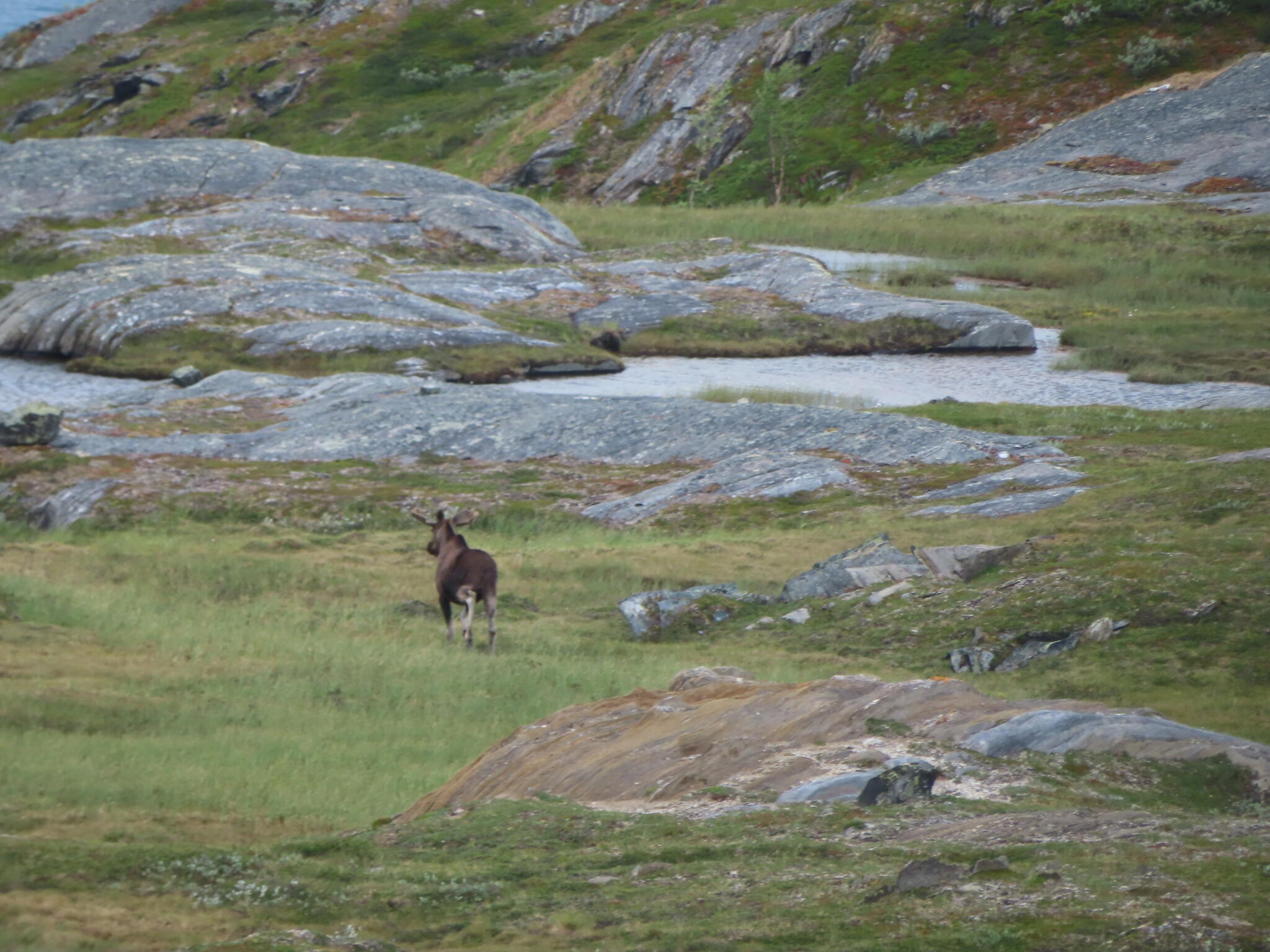 En älg lufsade omkring uppe på fjället.