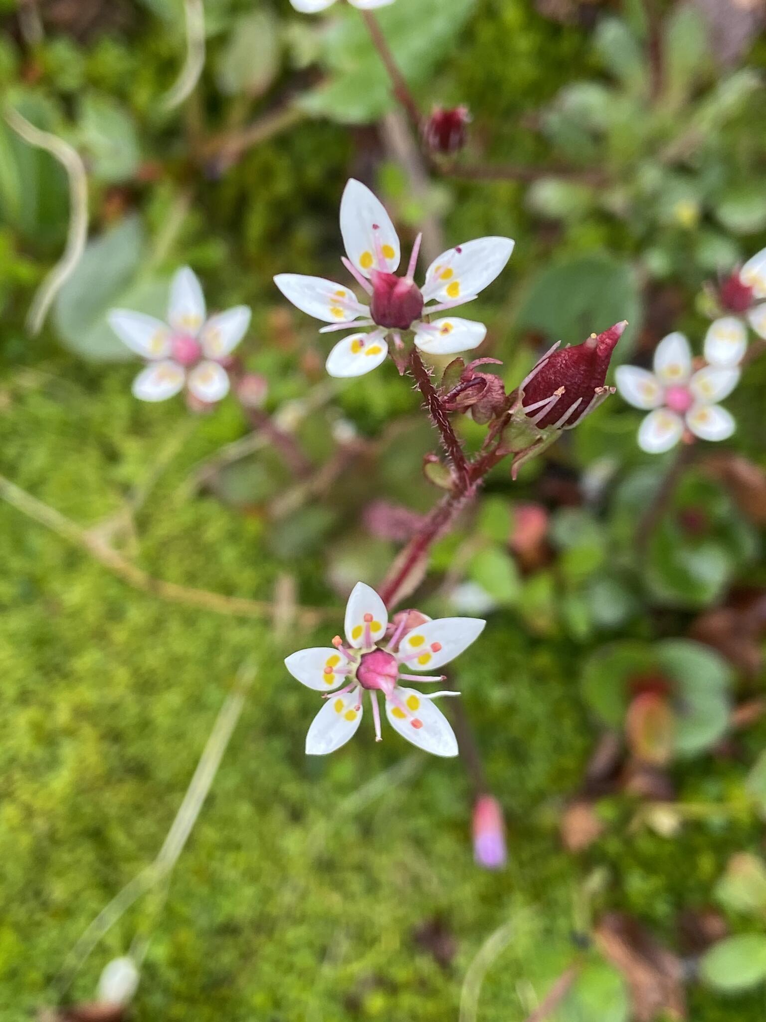 En av mina aboluta favoritblommor i fjällen: stjärnbräcka.