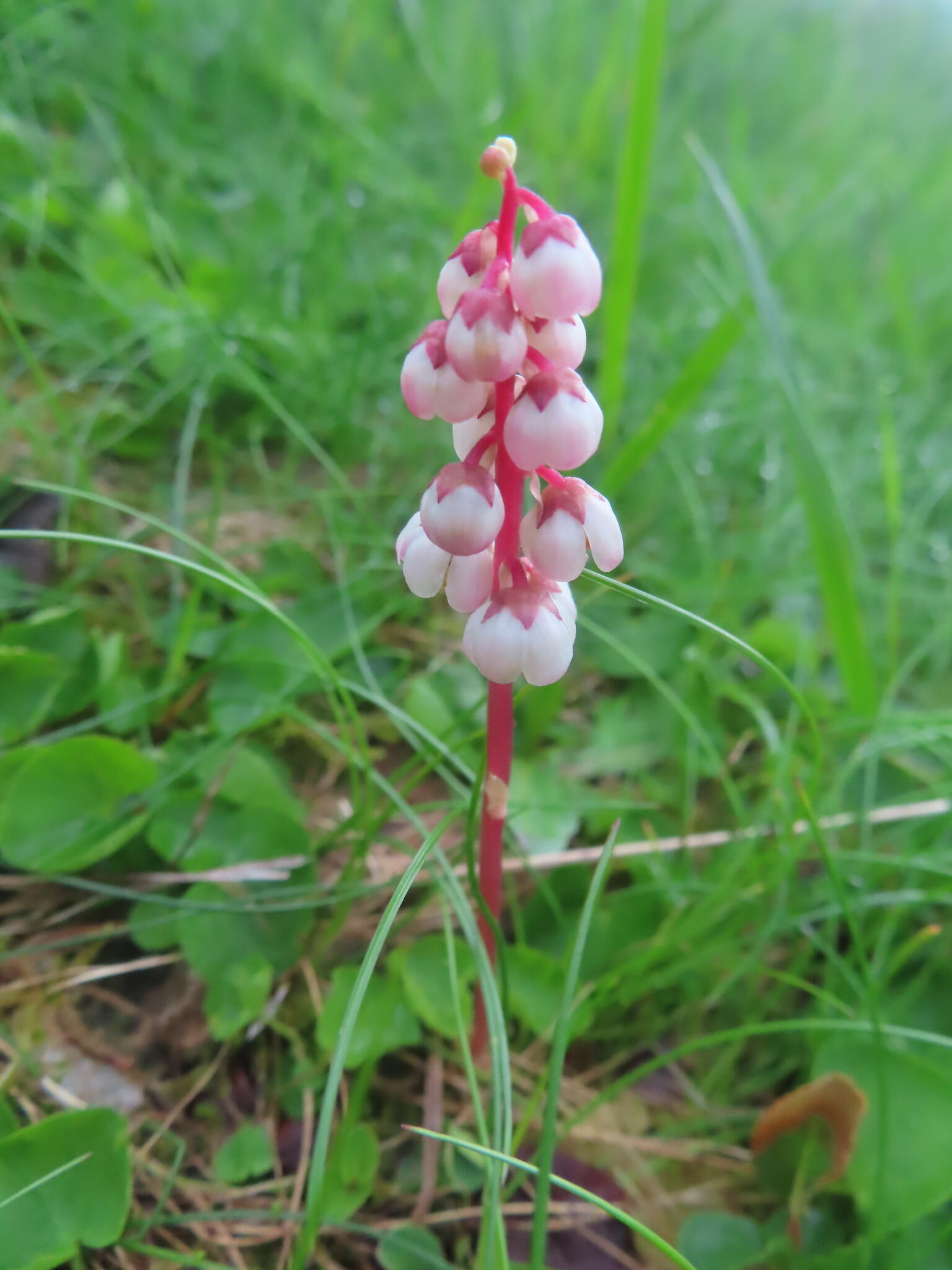 Klotpyrola