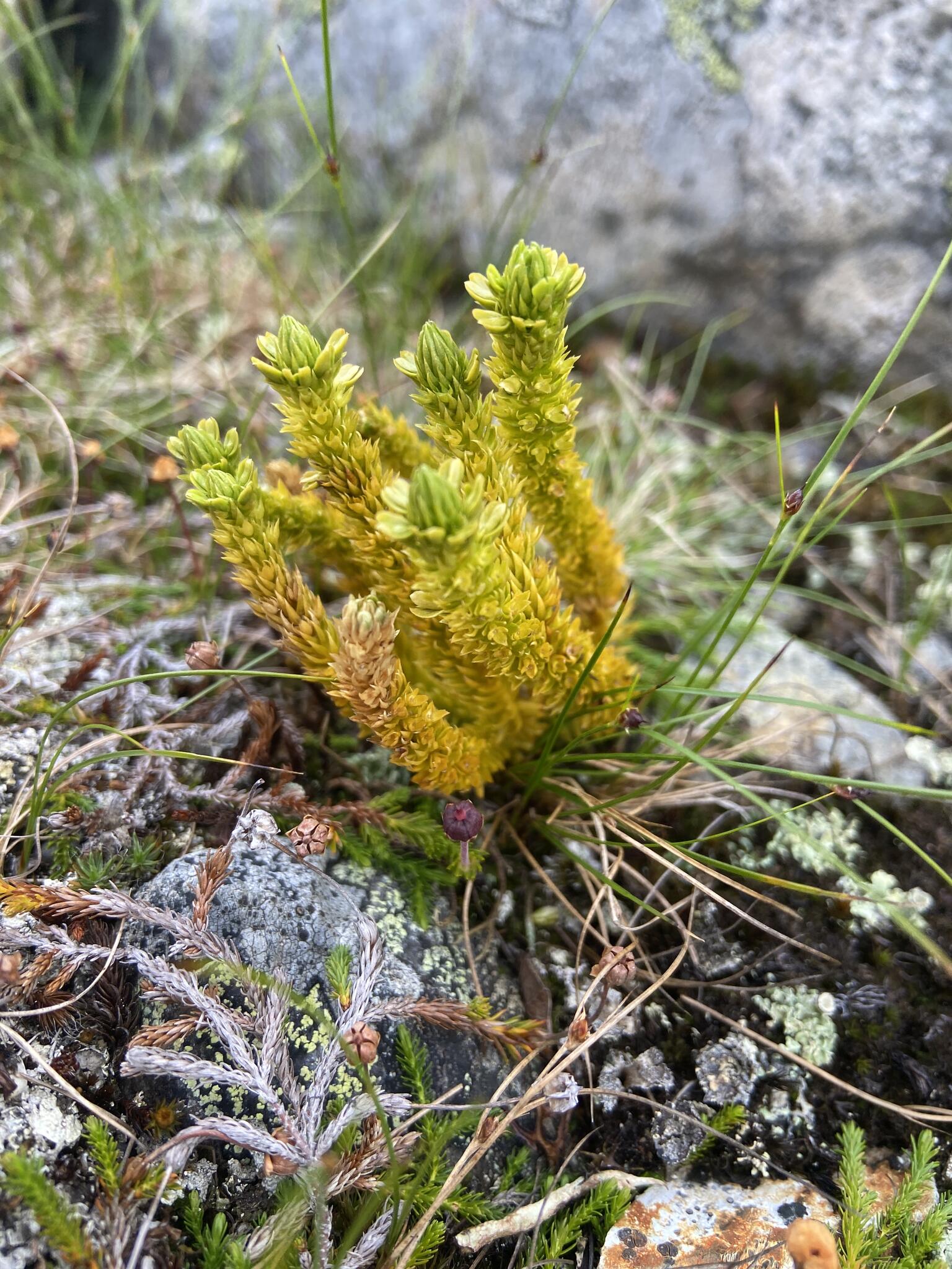 Lopplummer. Den ser på något sätt lite luden ut.