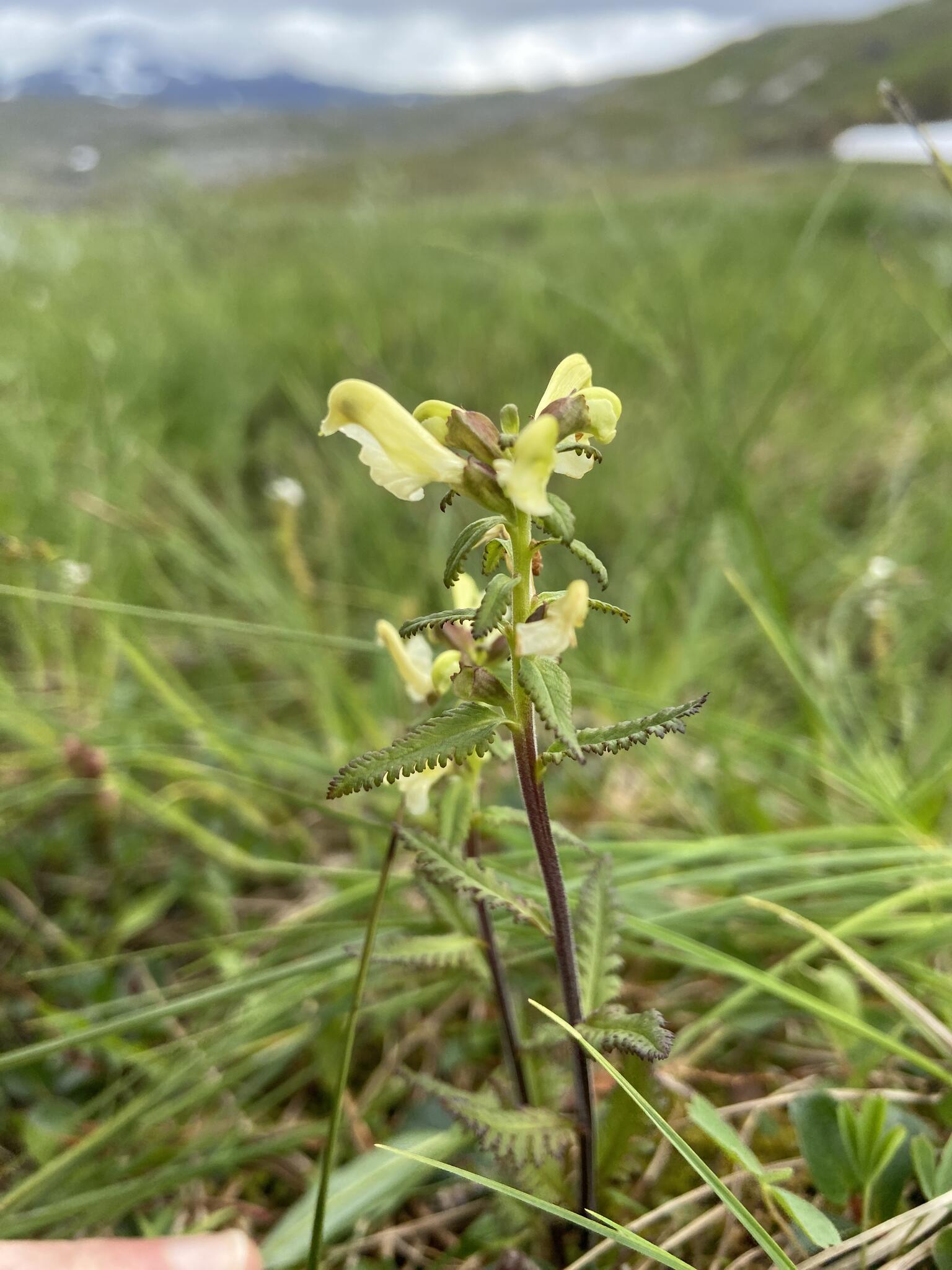 Lappspira. Jag brukar blanda ihop den med fjällspira, men det är den lila som annars ser rätt lik ut.