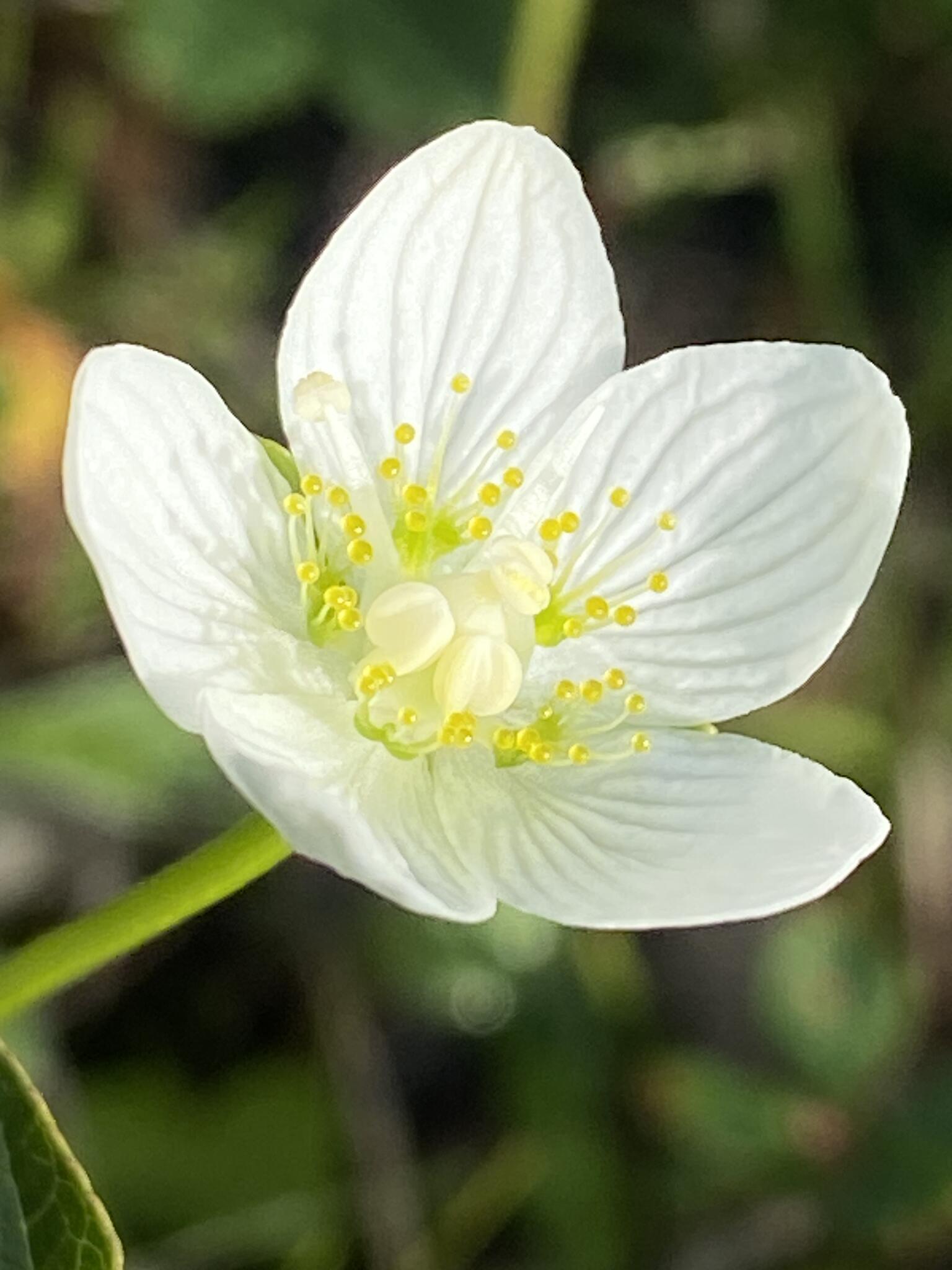 Slåtterblomma. En av mina favoritblommor.