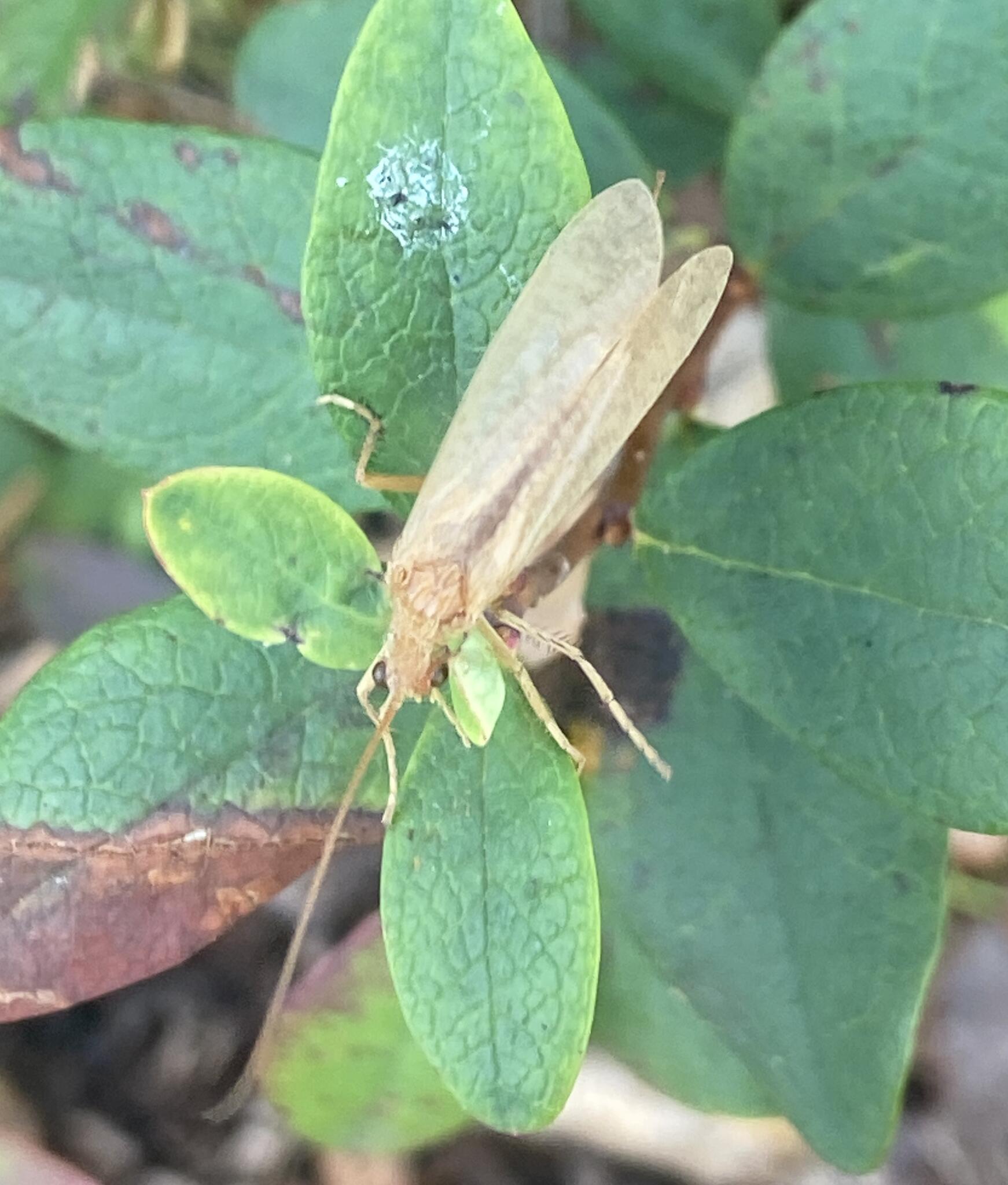 Kanske en Limnephilus rhombicus