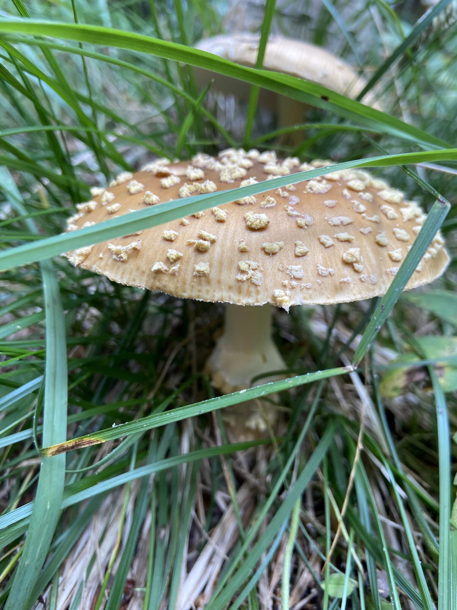 Brun flugsvamp