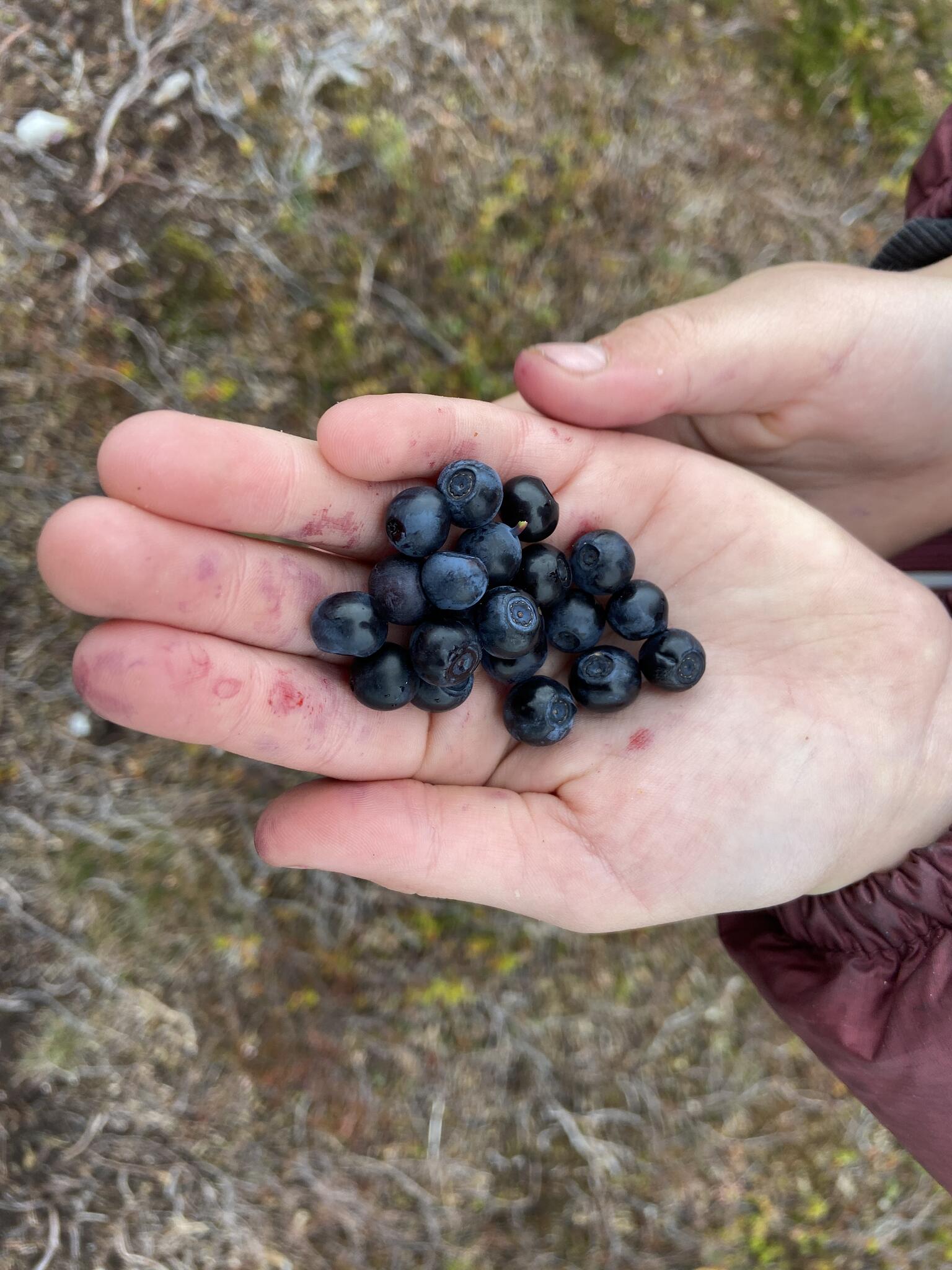 Mums! Mycket blåbär.