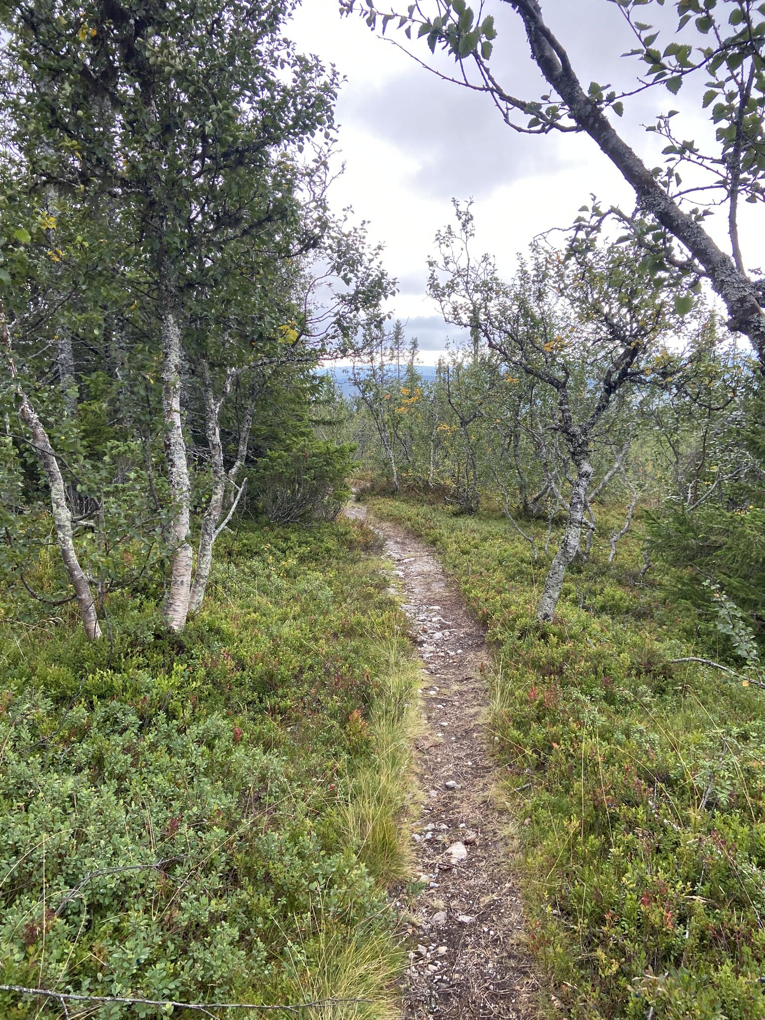 Efter ett tag gick stigen ner i björkskogen.