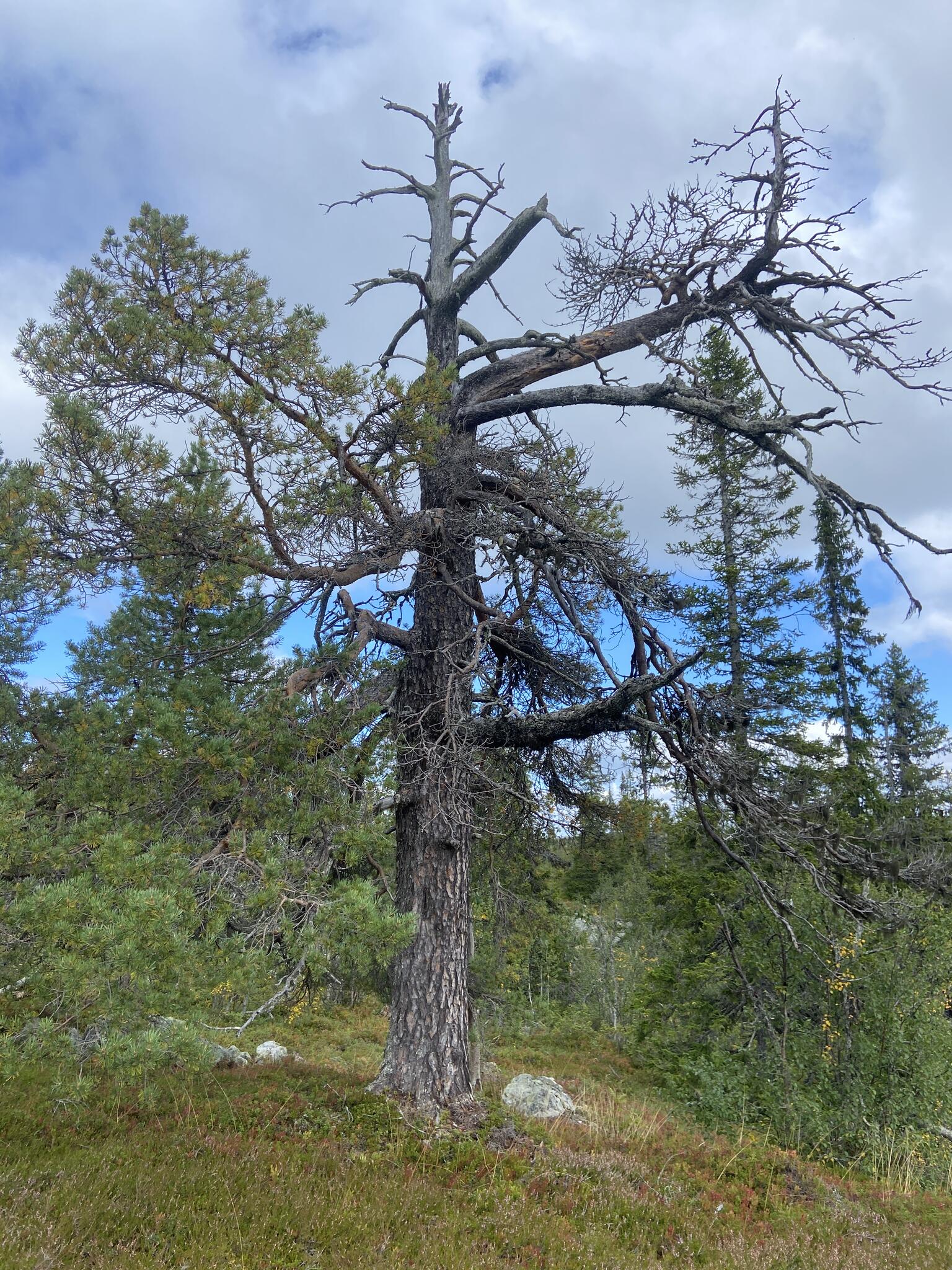 Jag älskar gamla tallar i fjälltrakter. De känns respektingivande och kloka på något sätt. De har varit med om mycket.