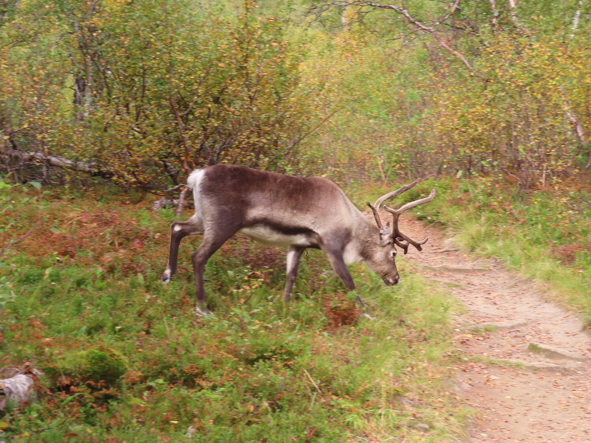 Ett par osnygga renar som gick omkring nära fjällstationen.
